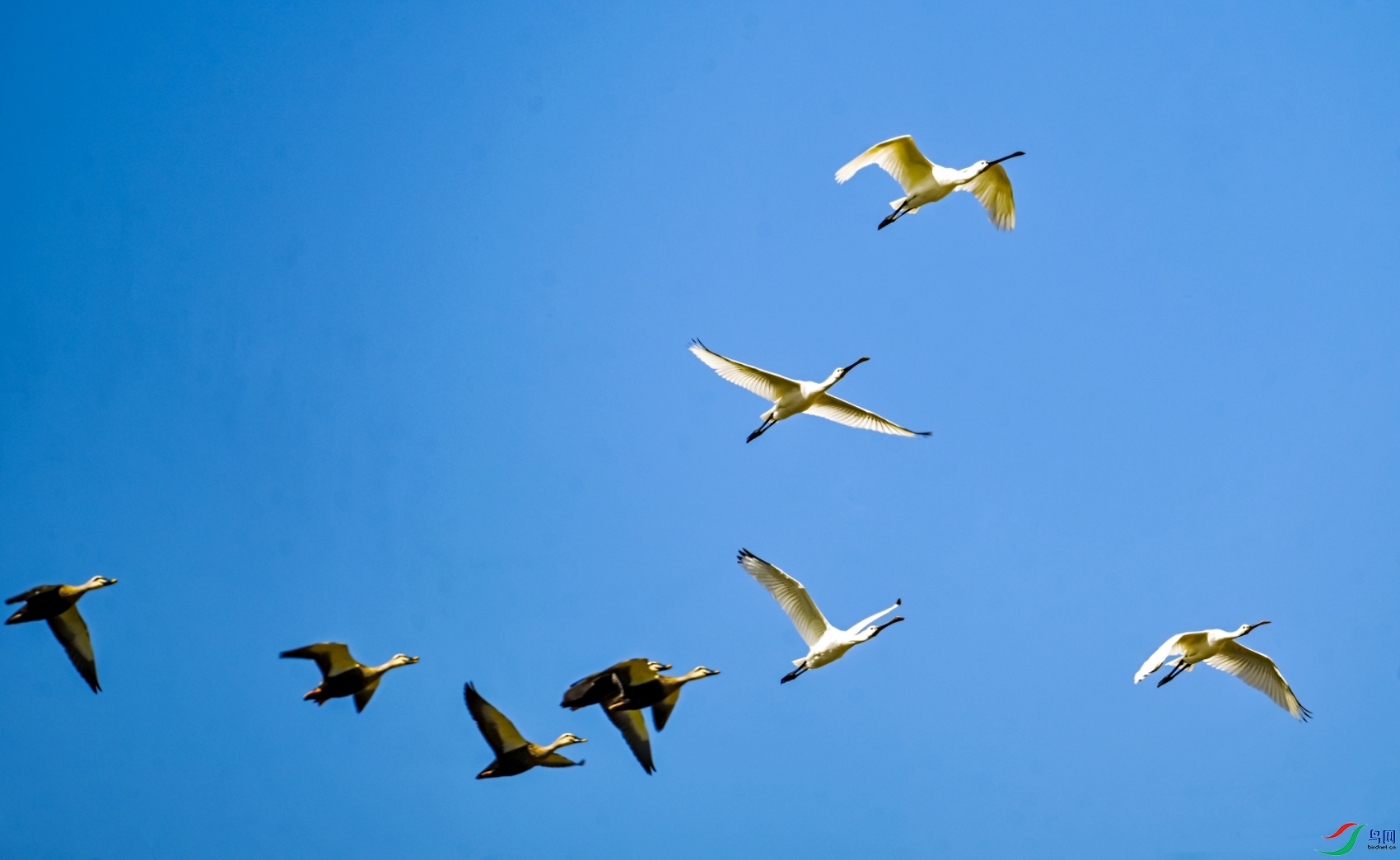 DSC_5963---_conew1.jpg