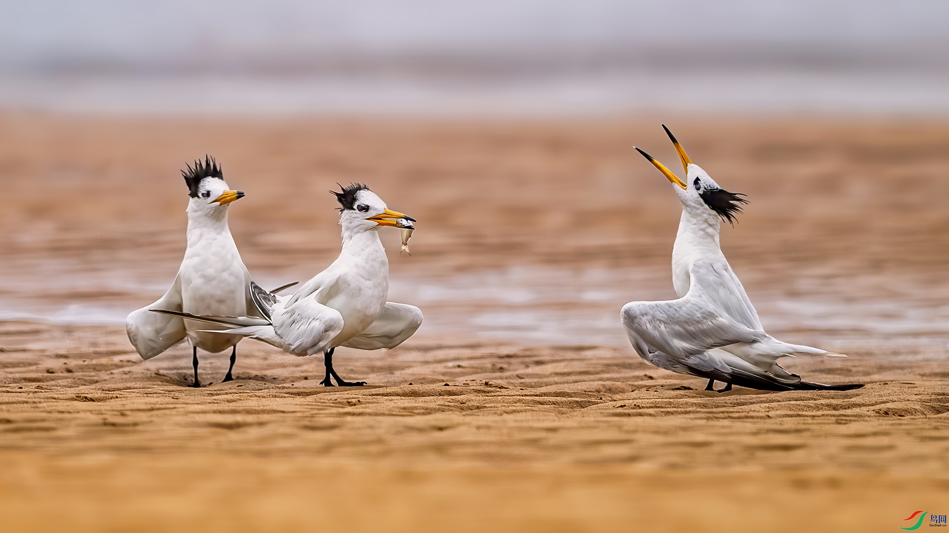 ��Ҫ����