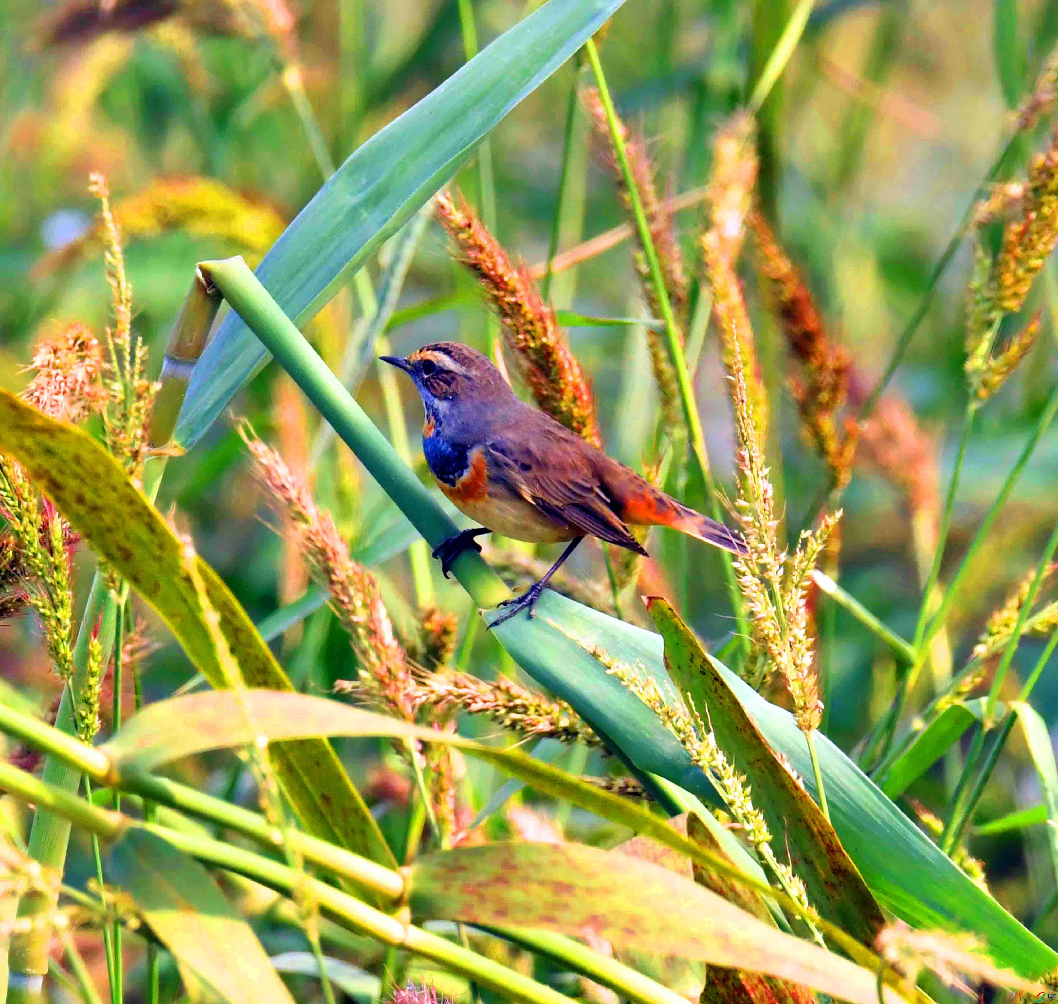 DSC_6309.JPG