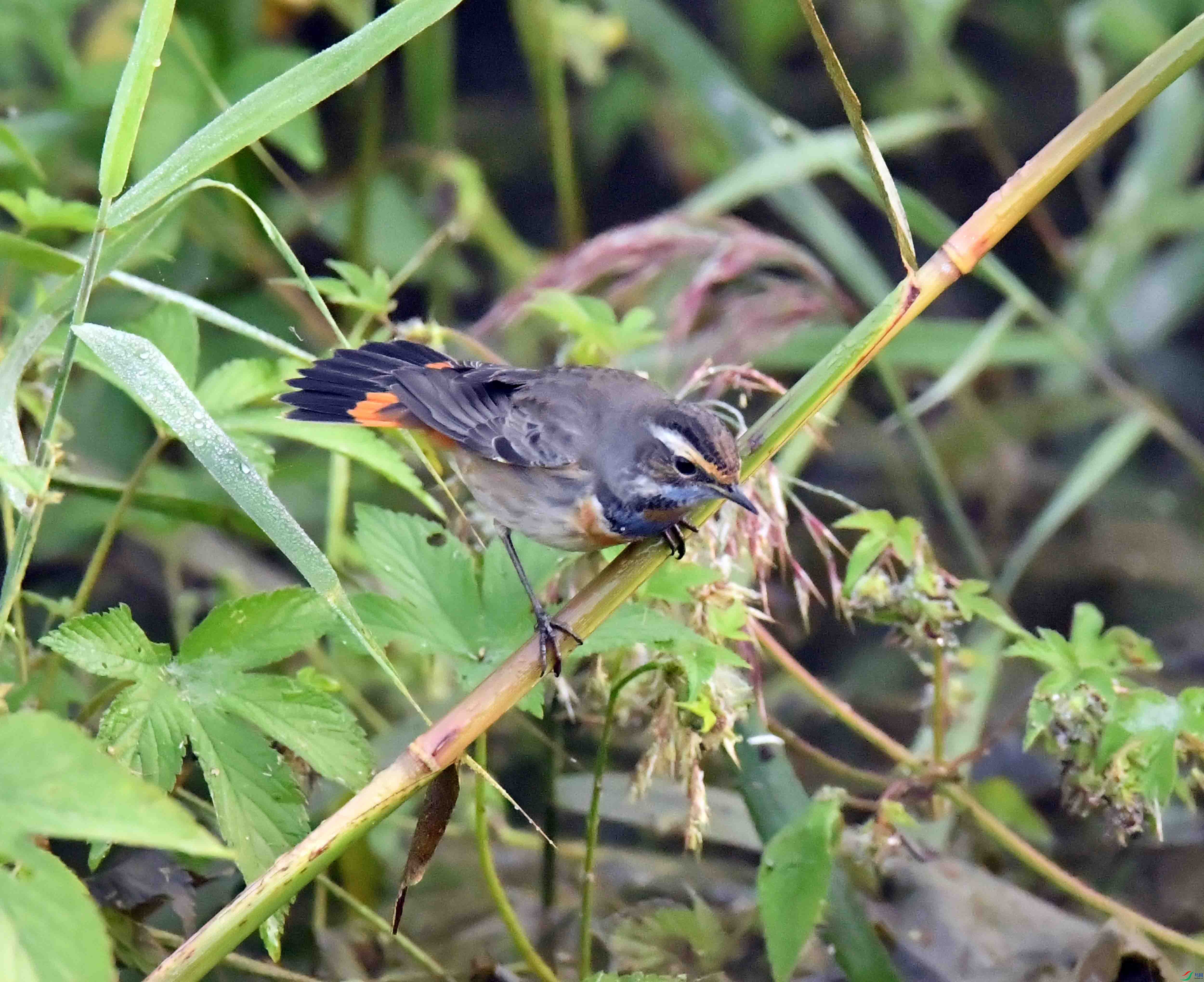 DSC_7137.JPG