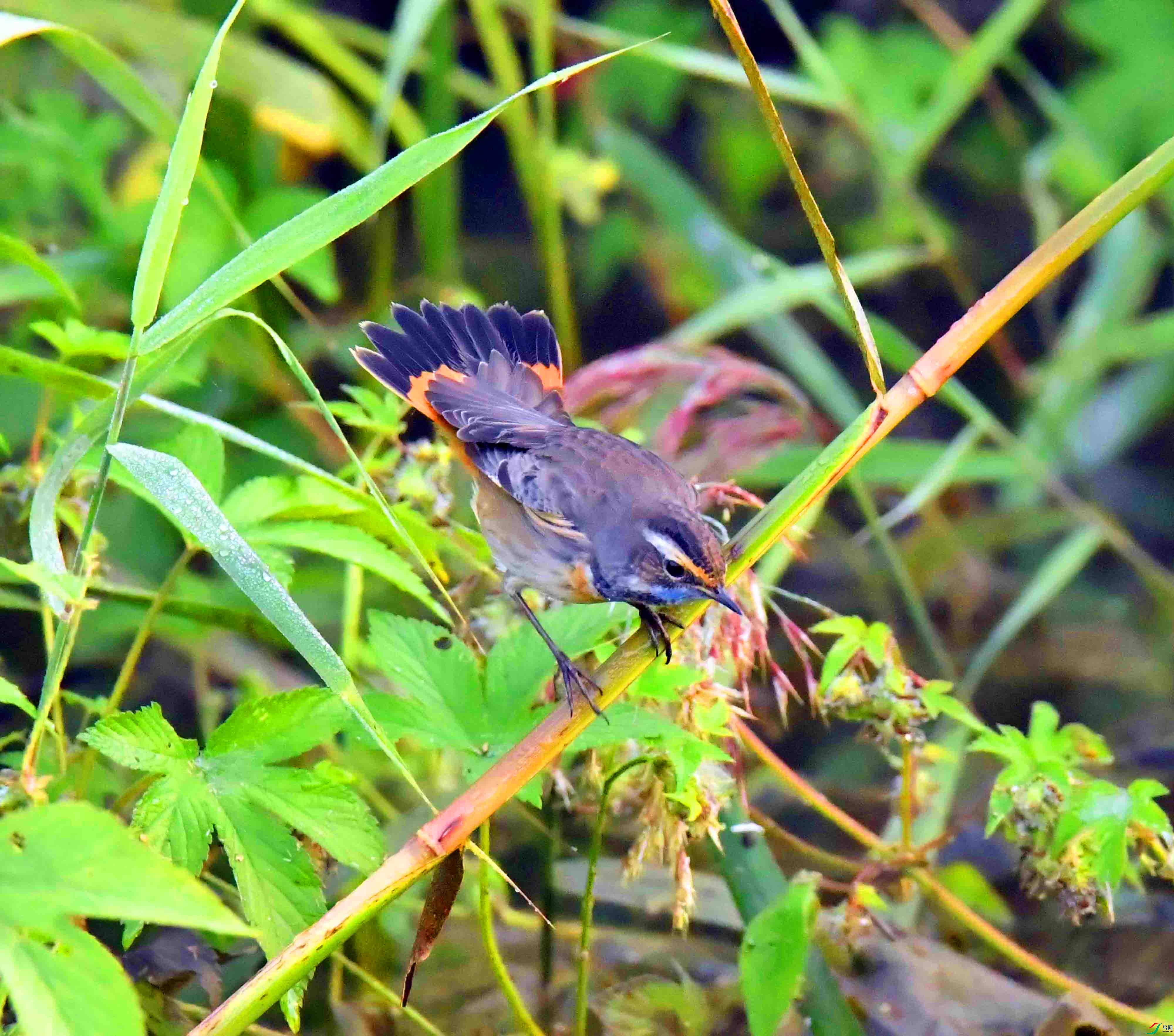DSC_7136.JPG