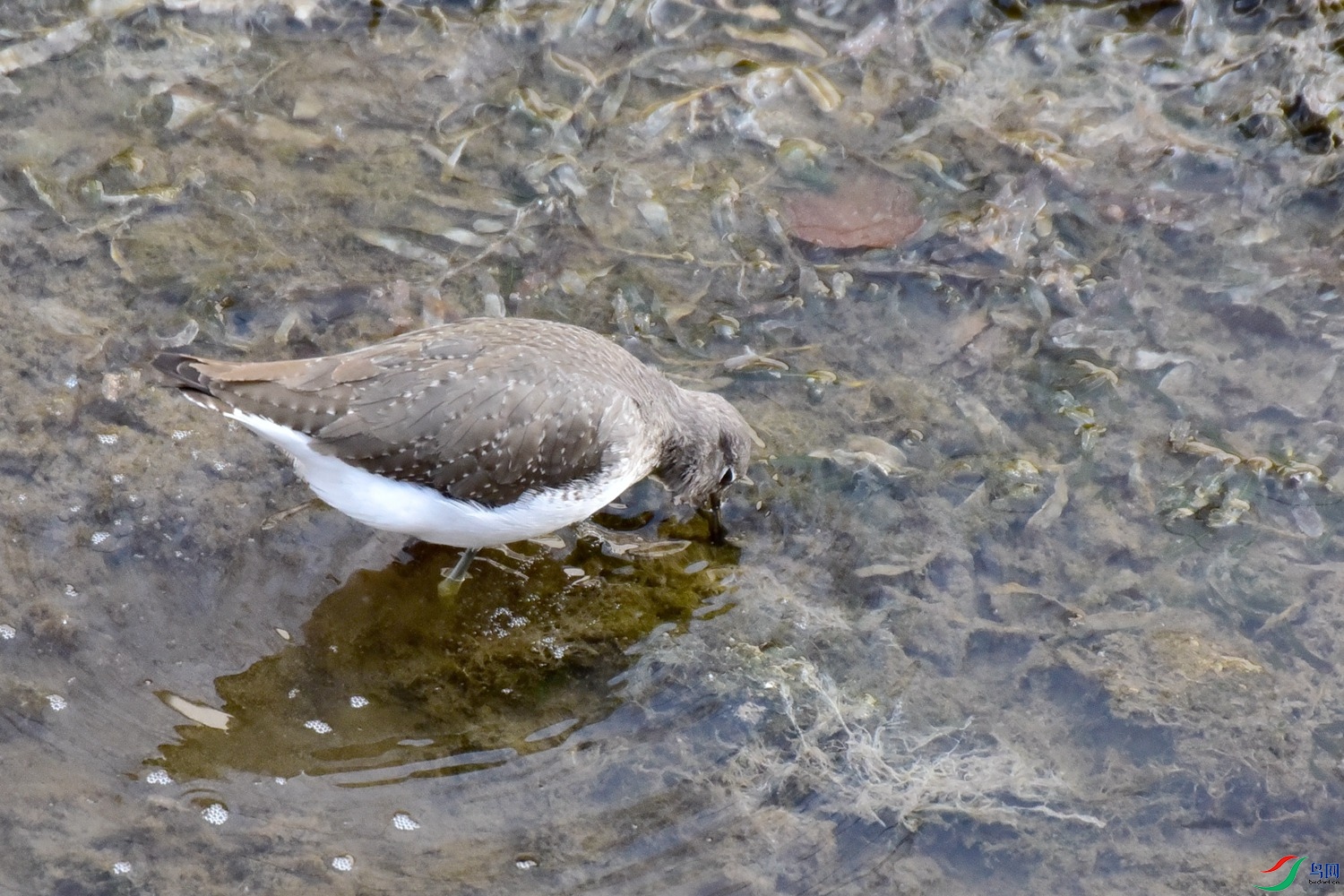 DSC_4398.JPG
