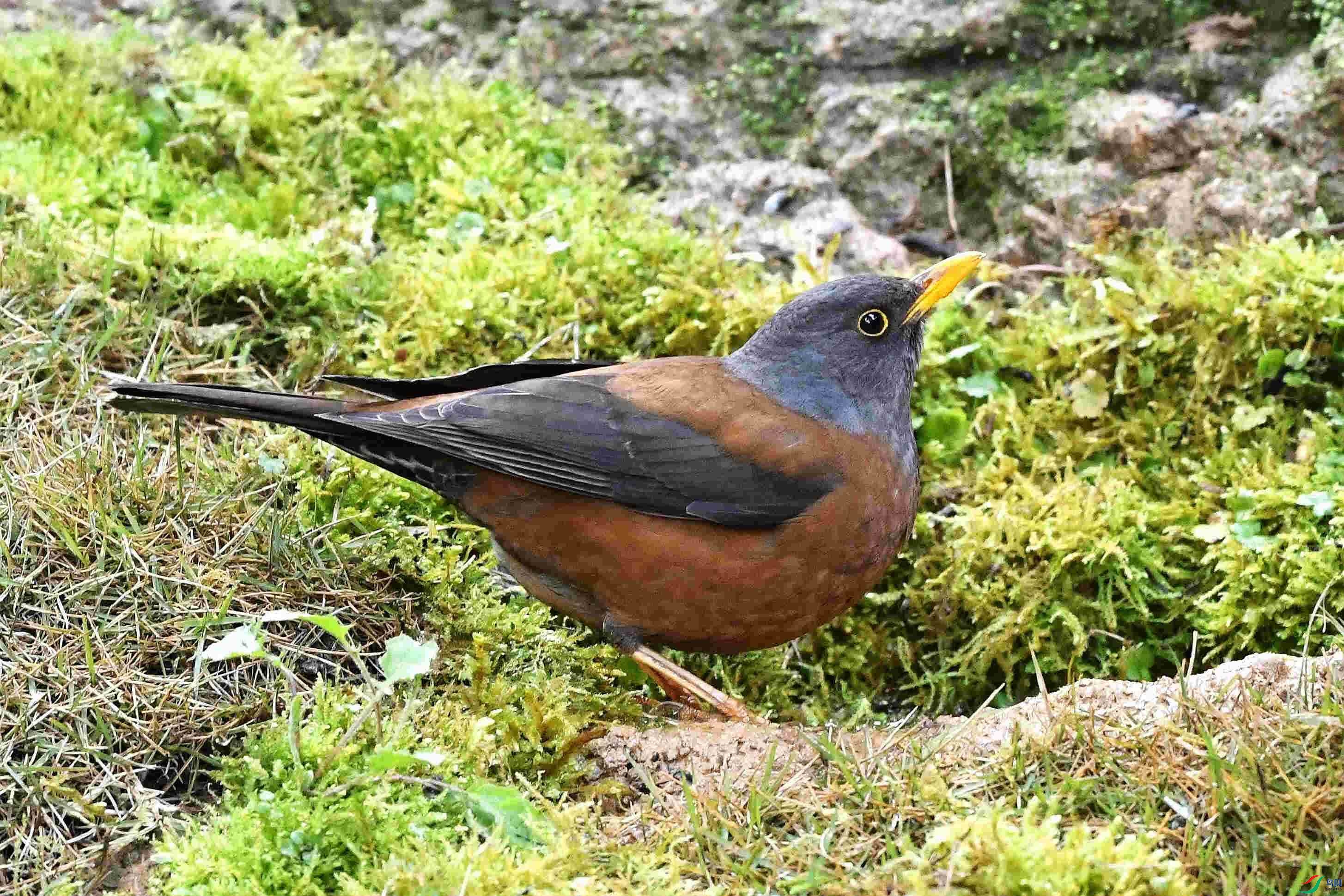 DSC_6361_����.jpg