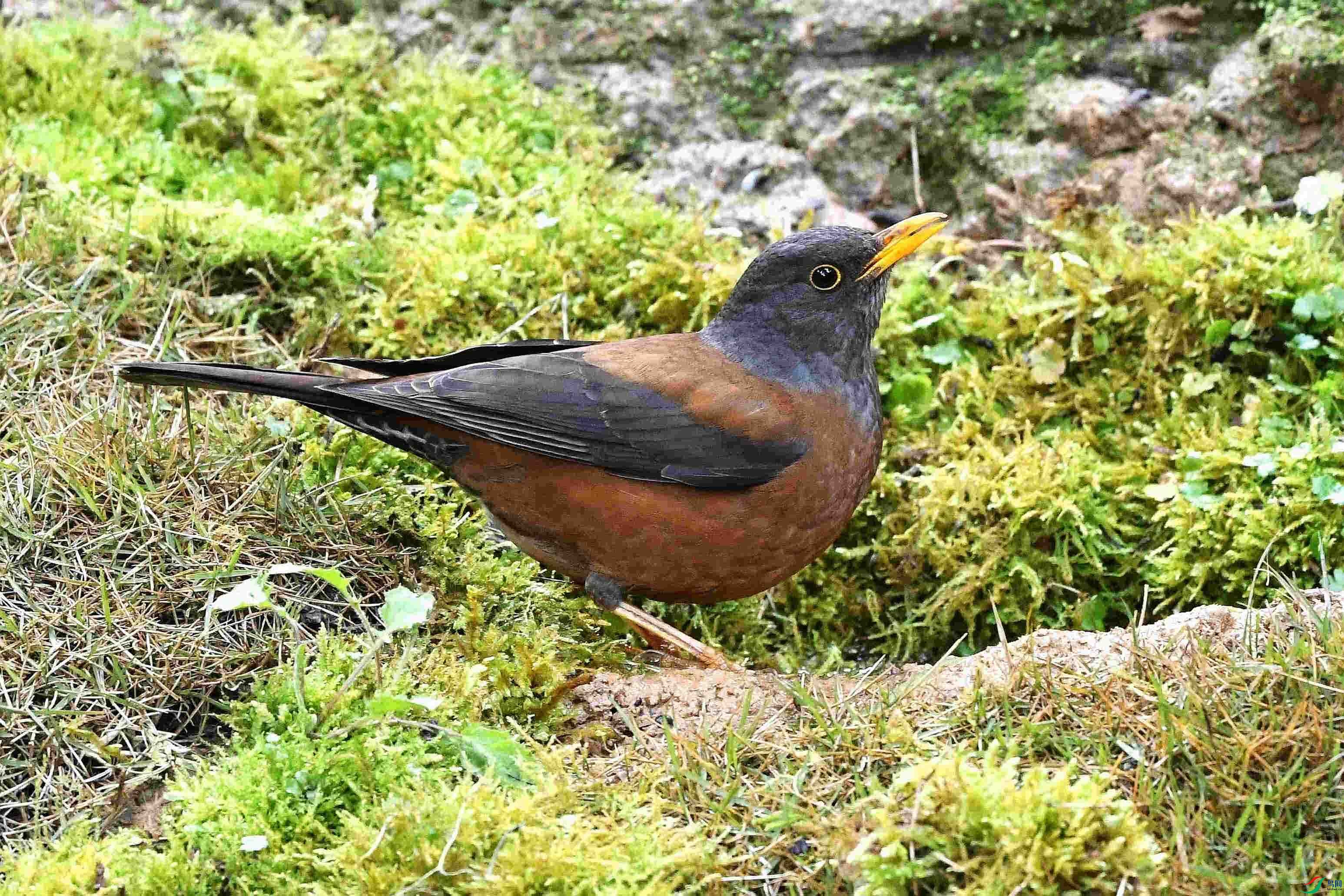 DSC_6328_����.jpg