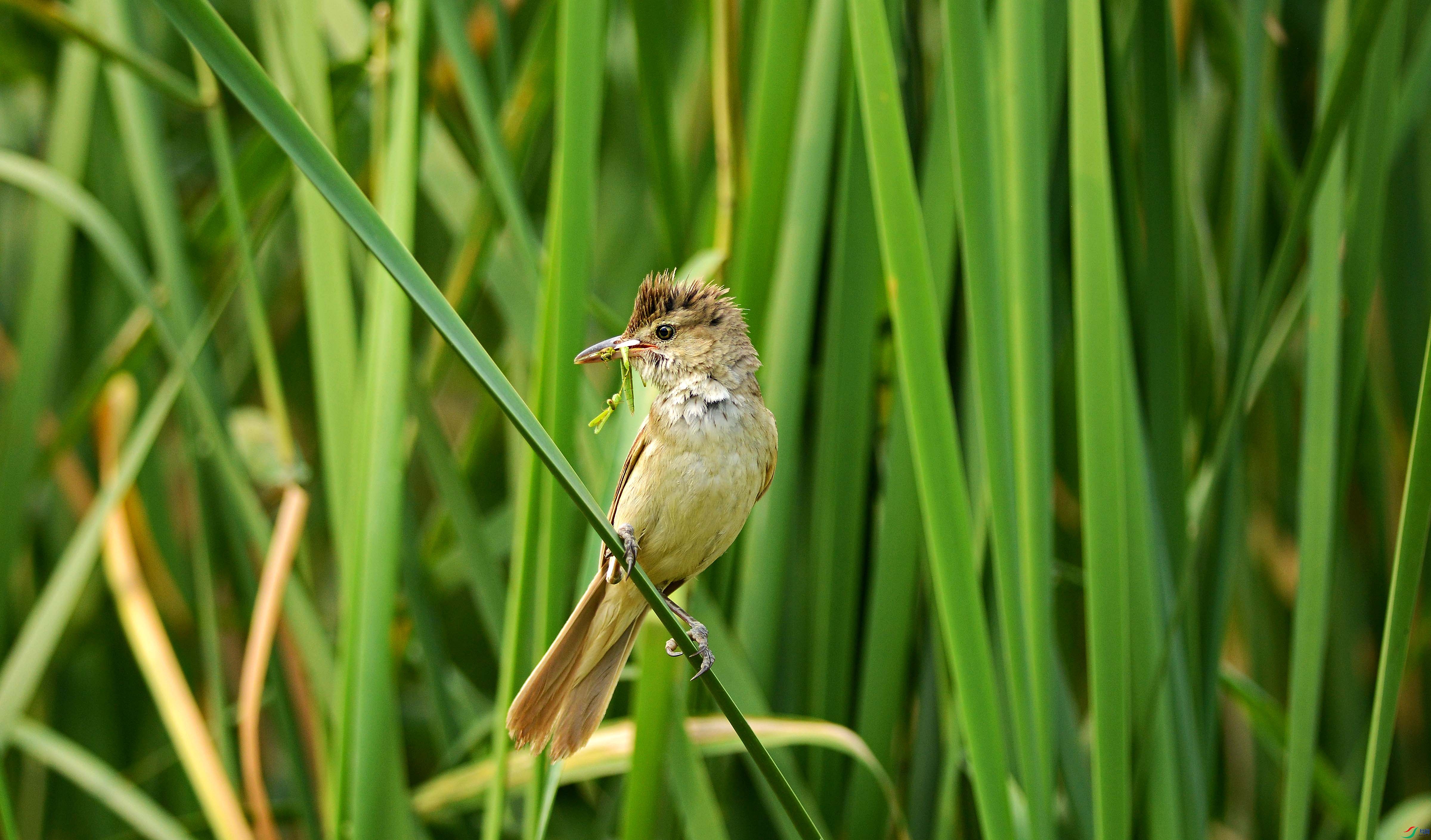 Picture 172841539.jpg