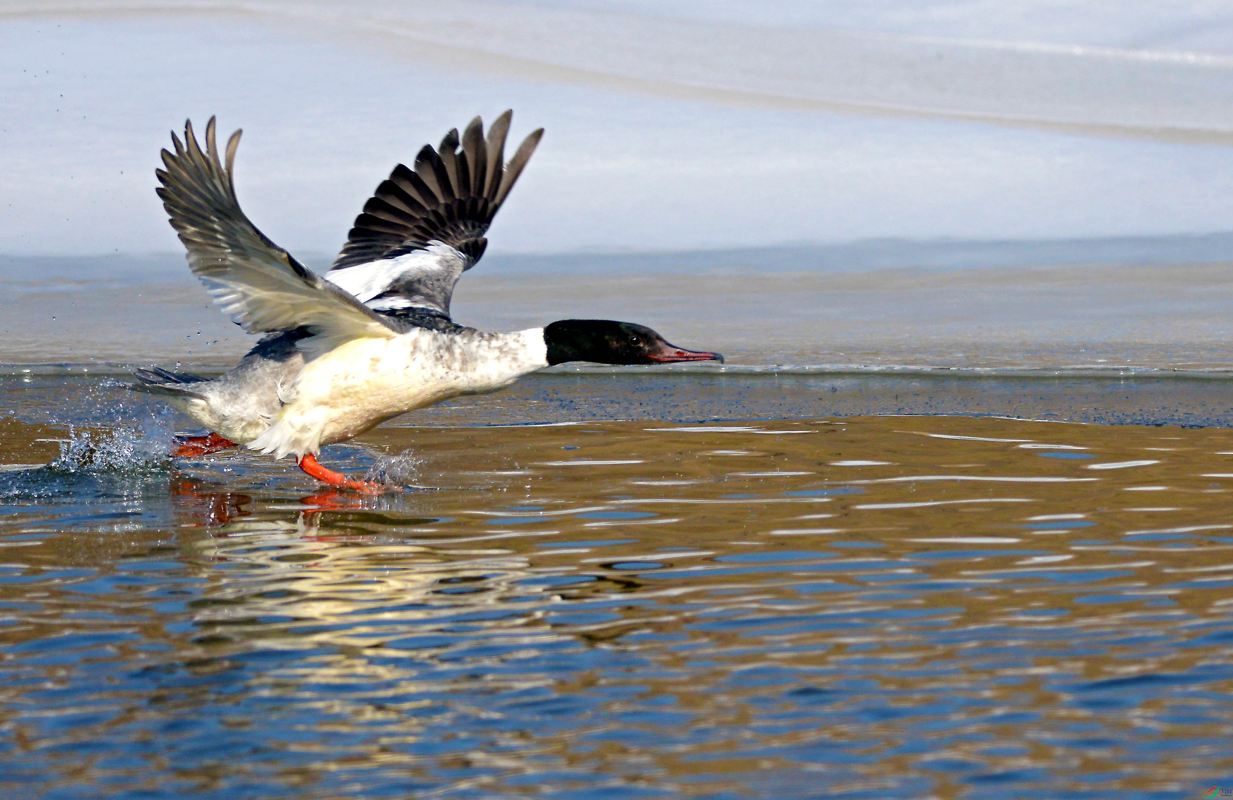 Picture 25812587.jpg