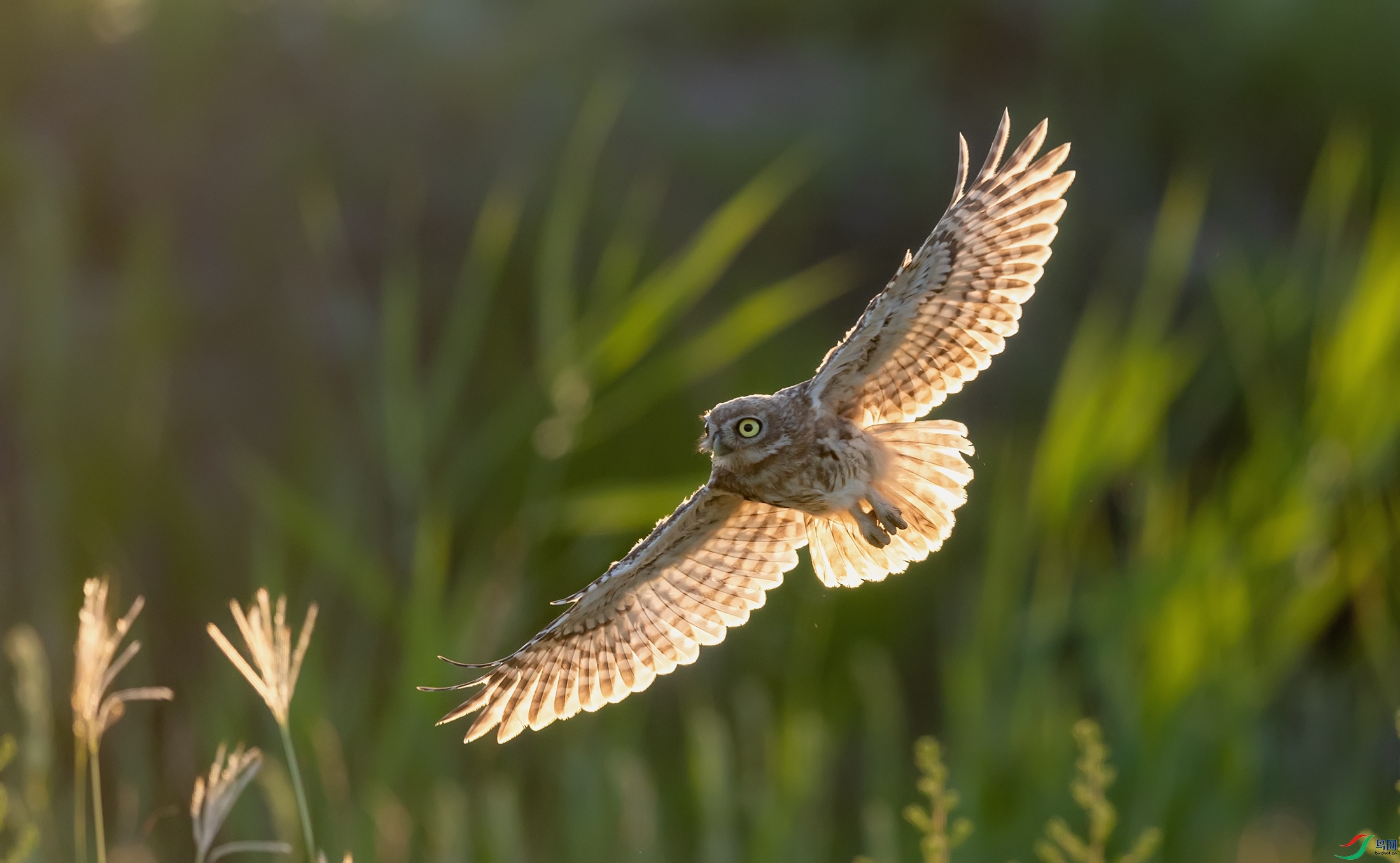 ���Ƹ�С�^