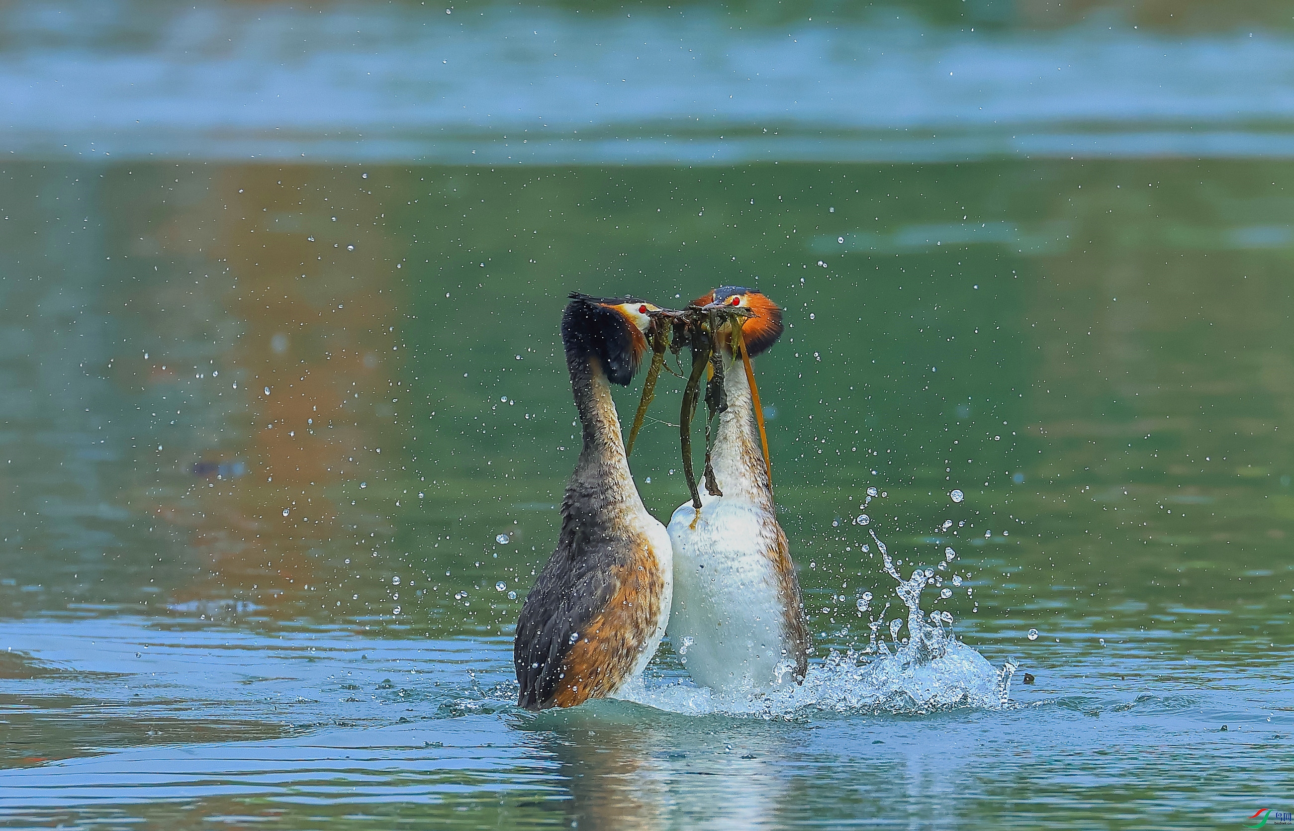 L10A0438 ����_����.jpg