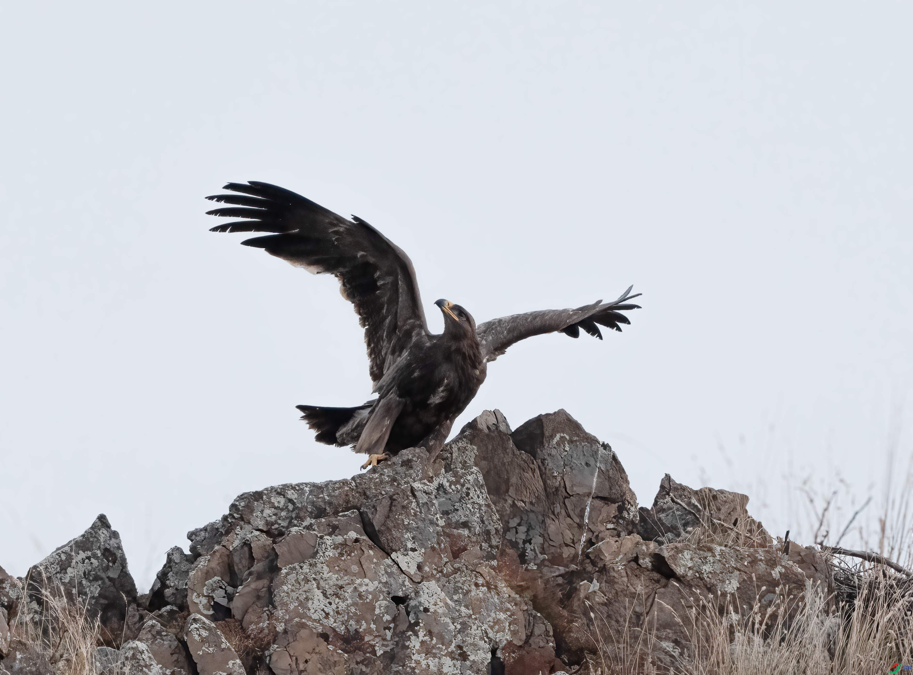 DSC01523 ����_����.jpg