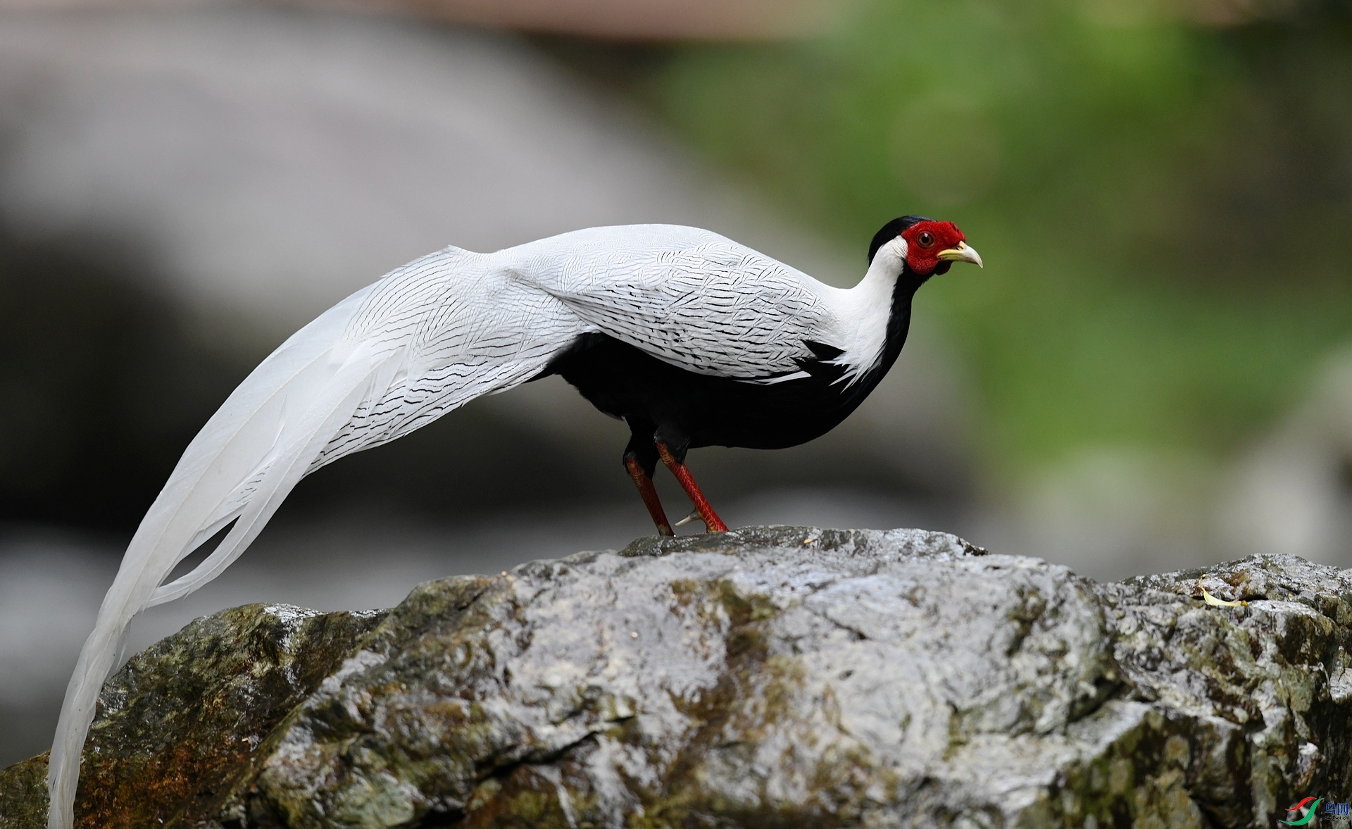 DSC_6097.jpg