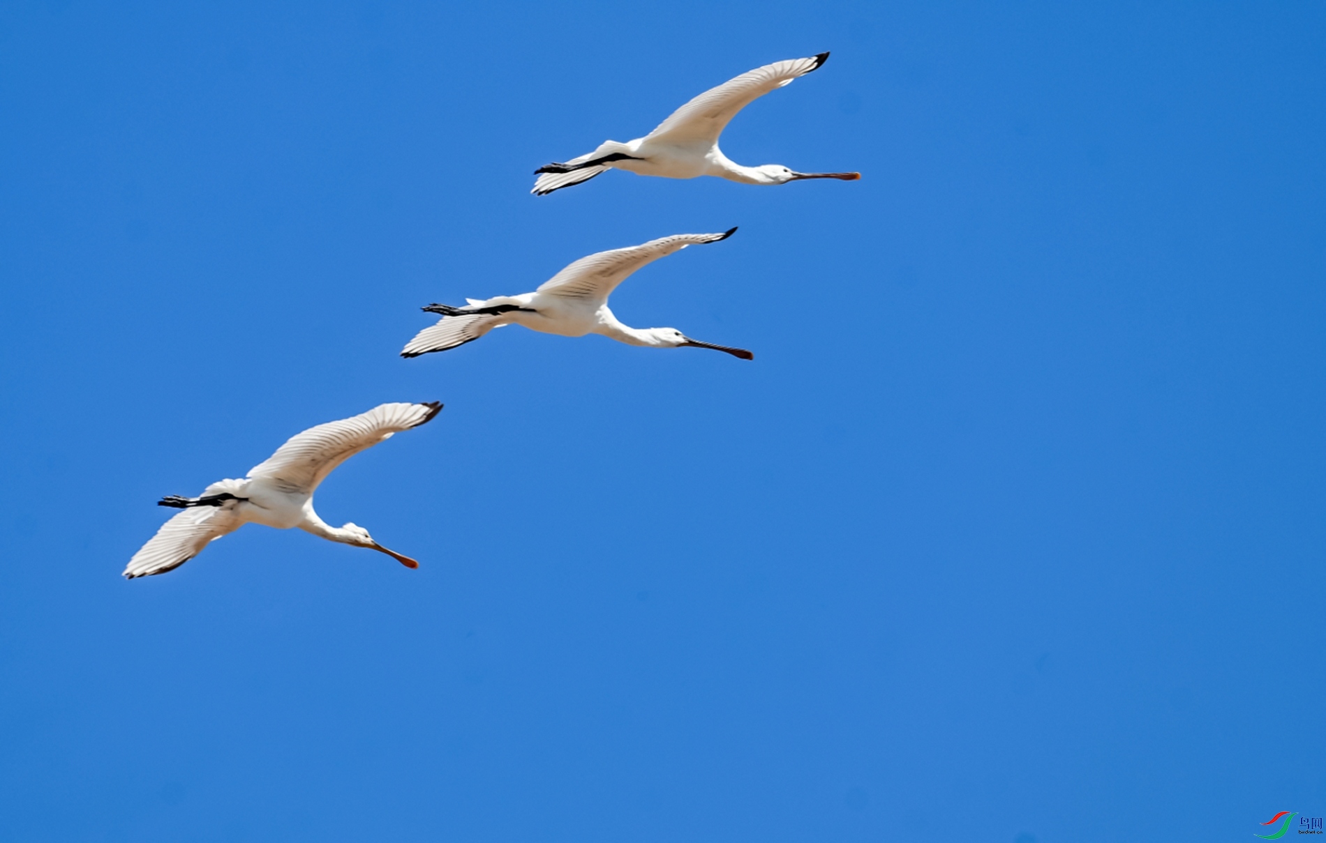 DSC_6003---_conew1.jpg