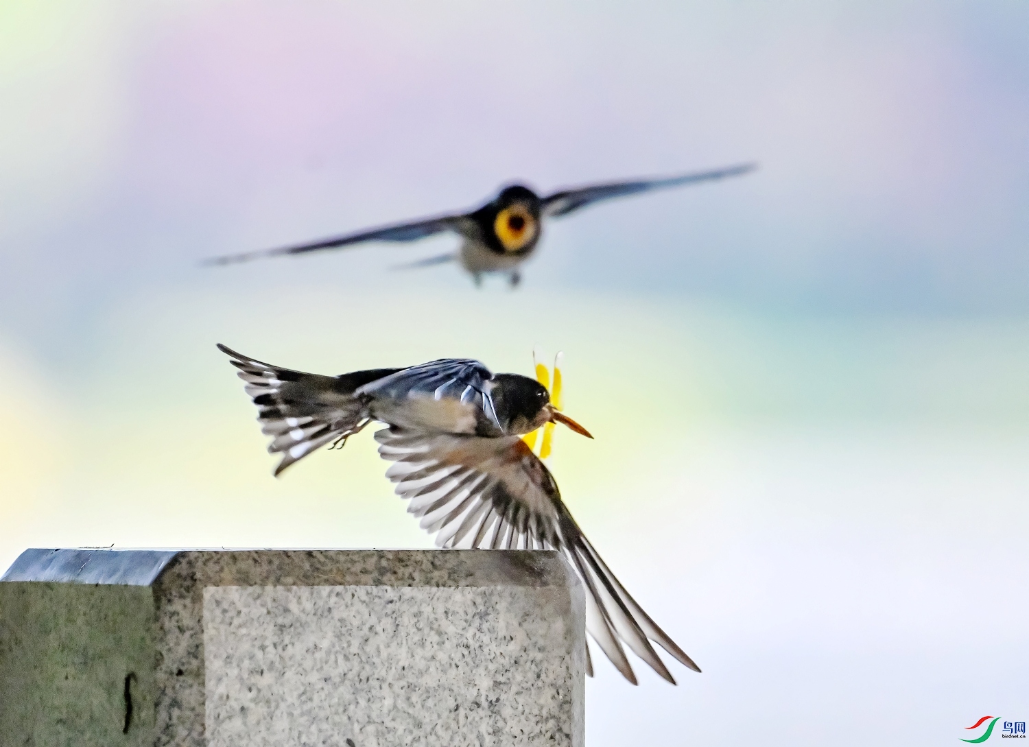 DSC_5927---_conew1.jpg