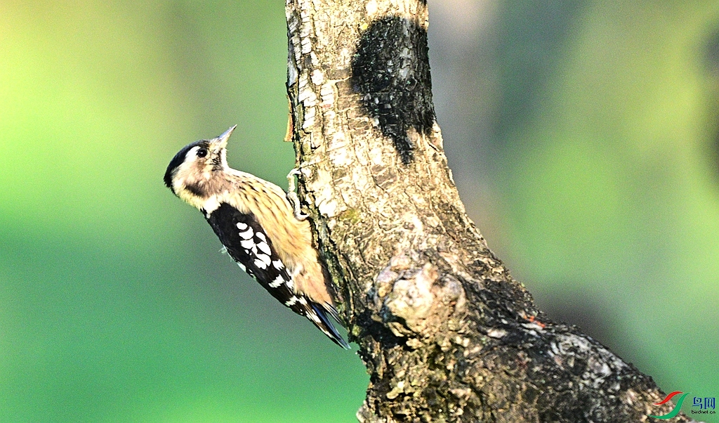 DSC_4372.JPG