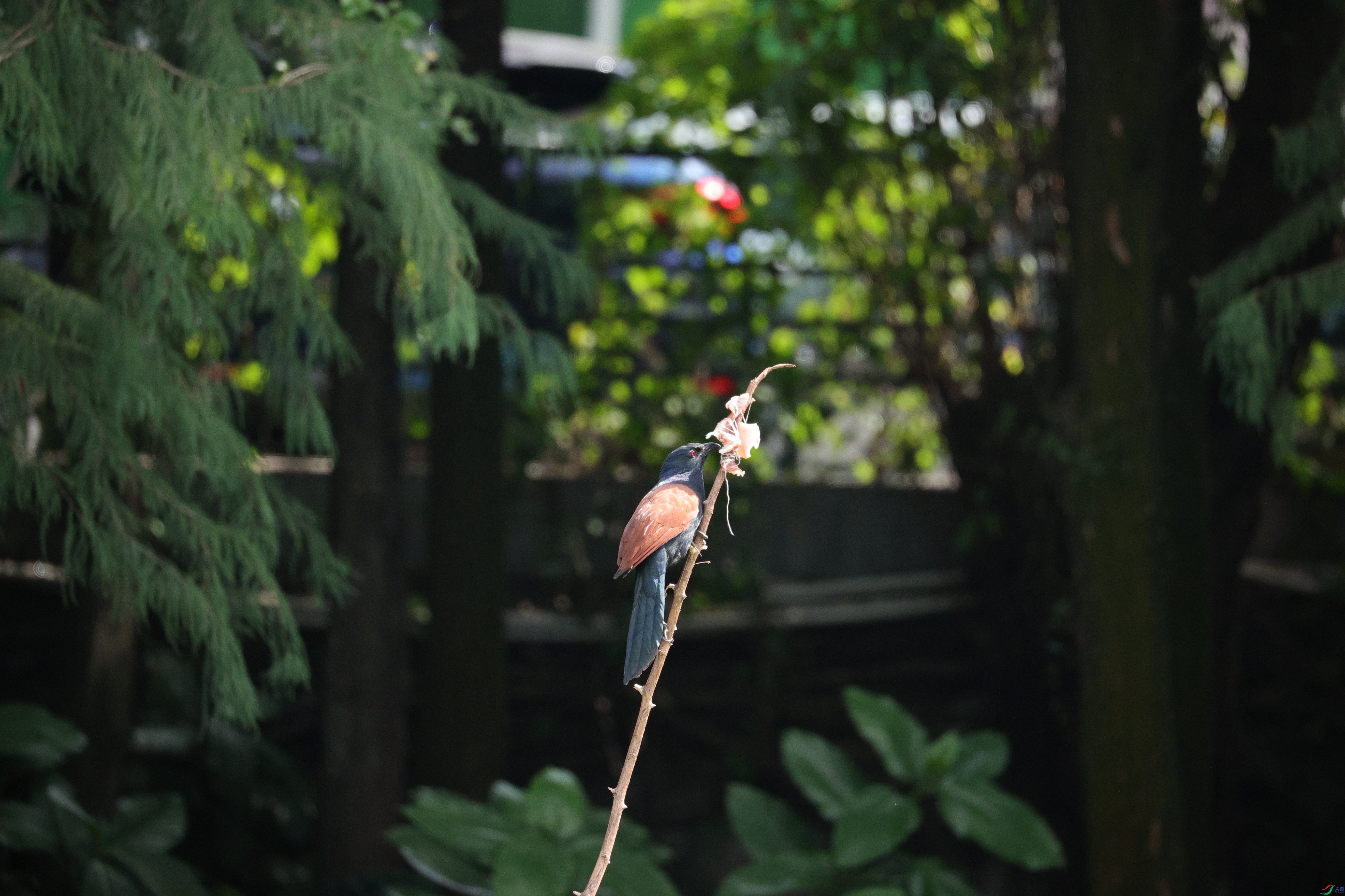 7517��ש����