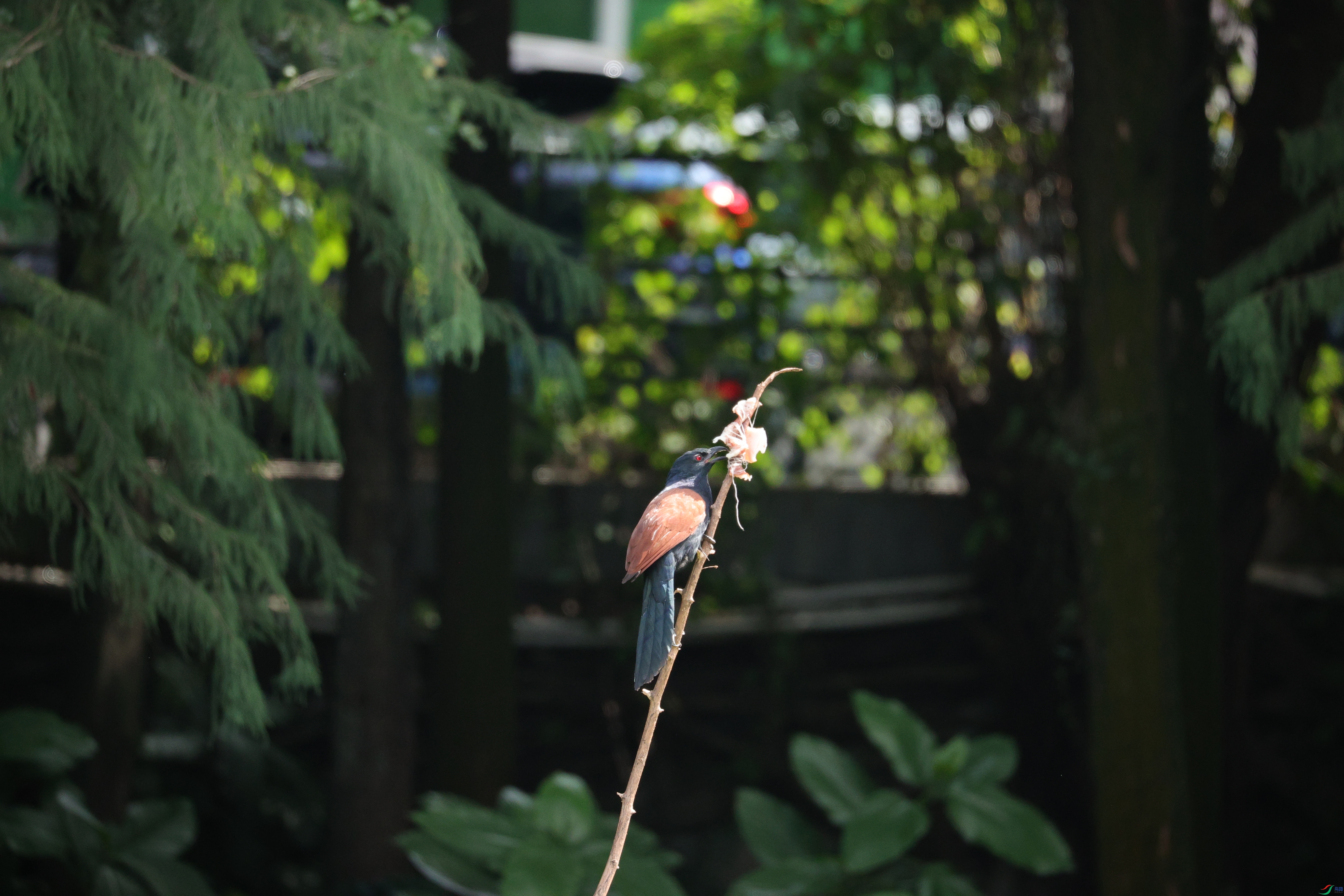 7524��ש����