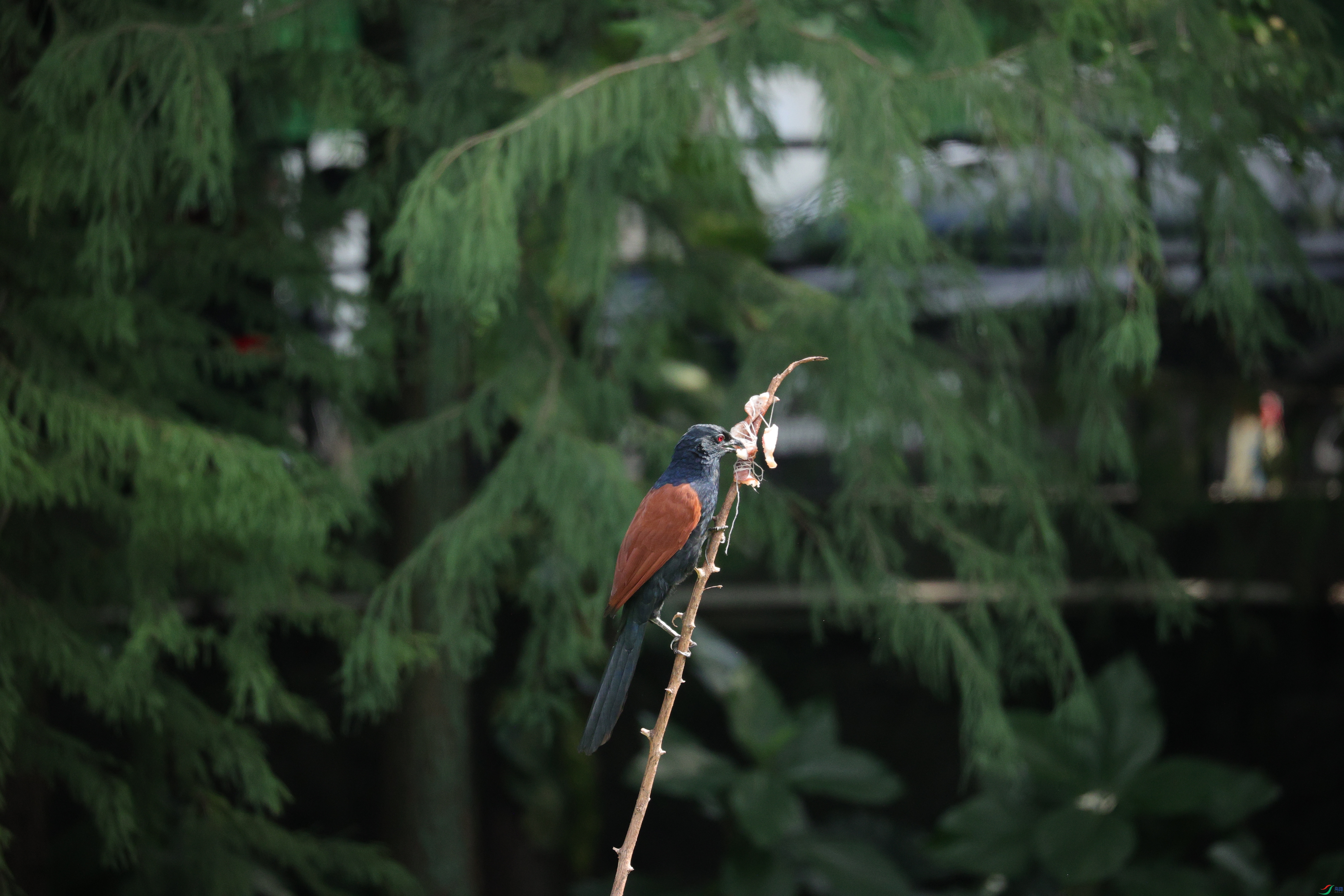 7602��ש����