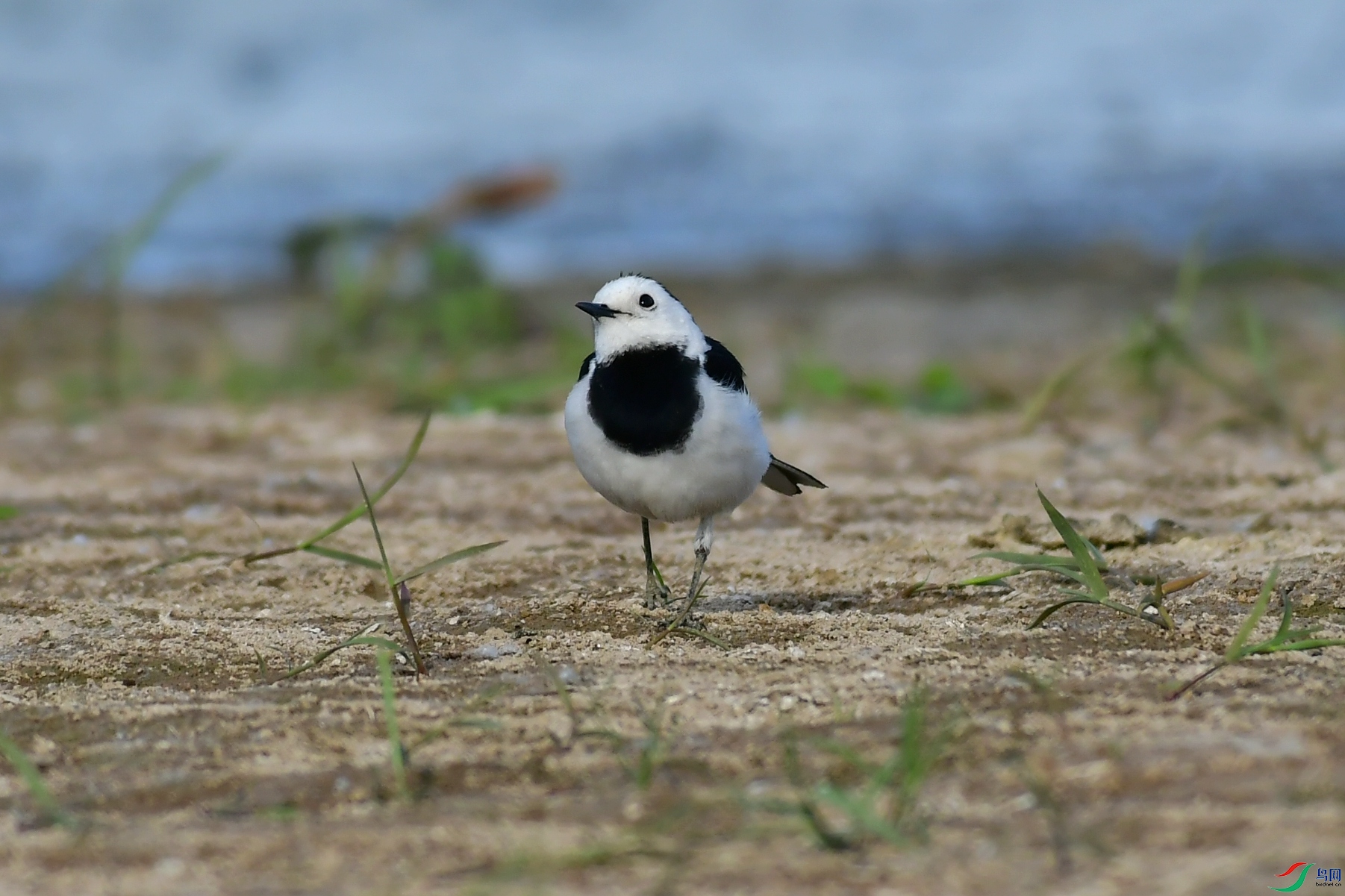 DSC_1896.JPG