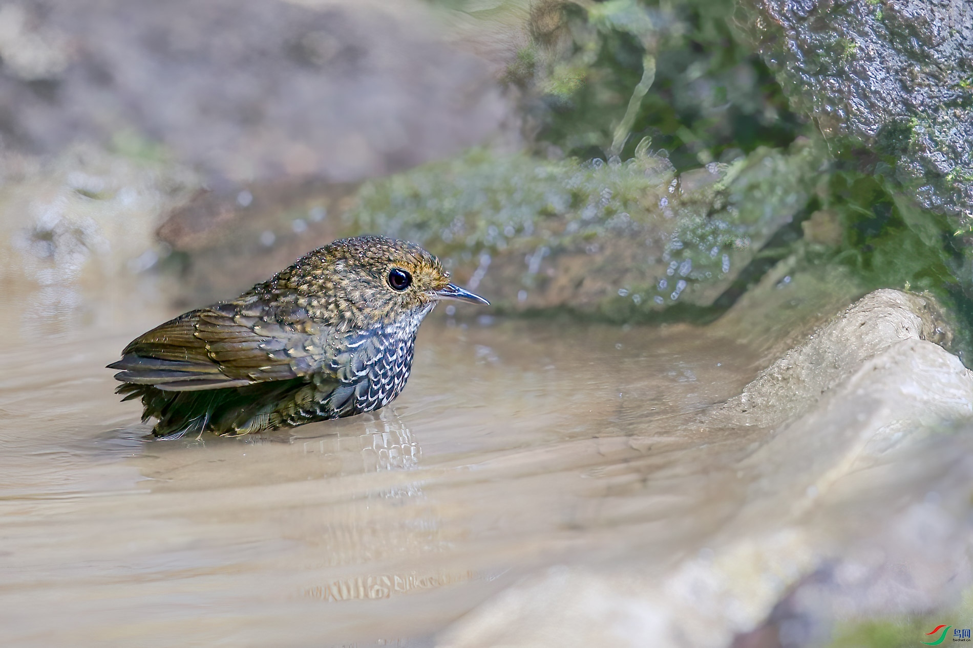 a_3352-1.jpg