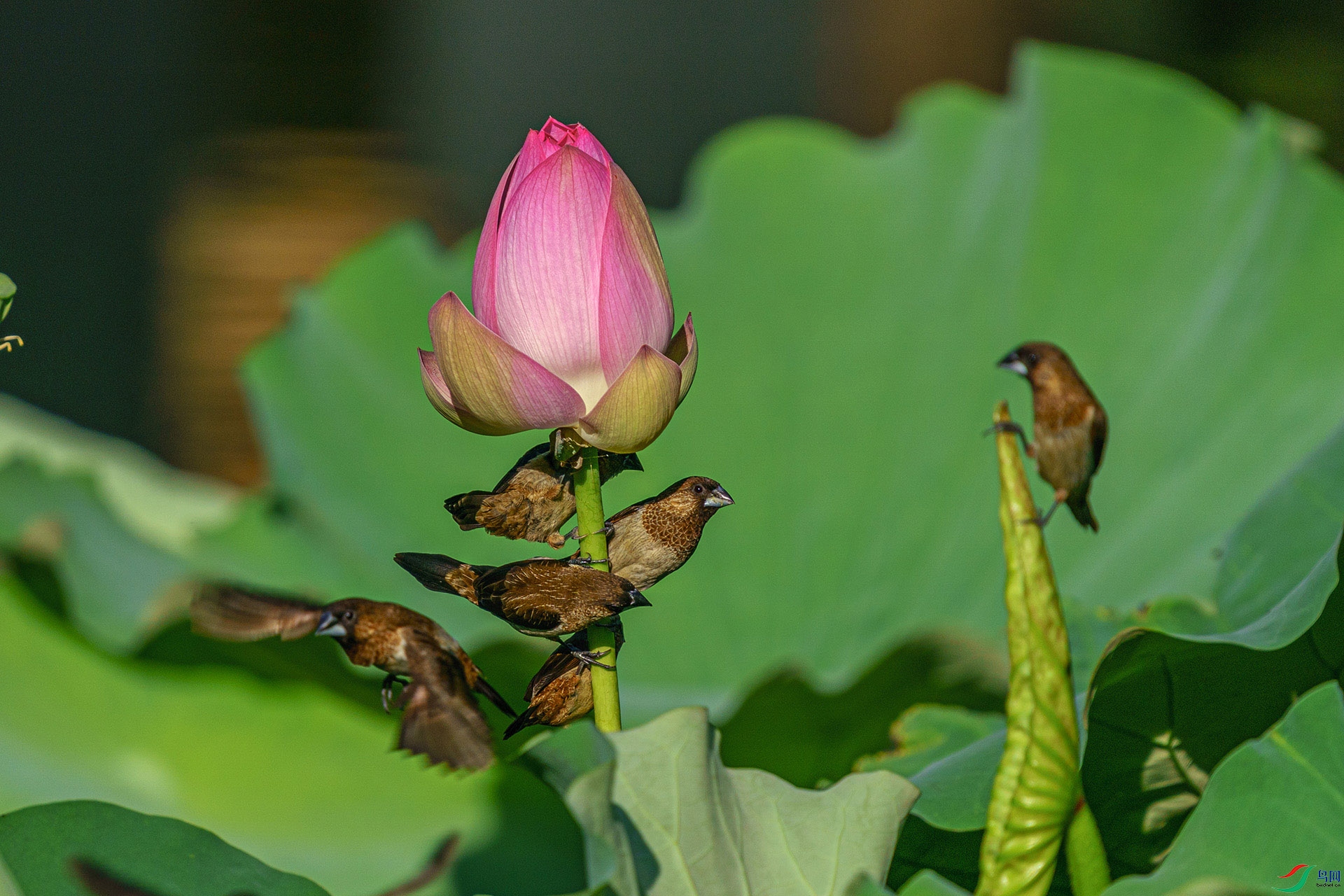 DSC01911-2.jpg