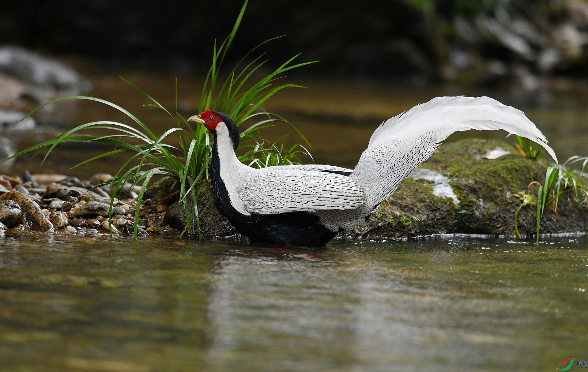DSC_6815.jpg