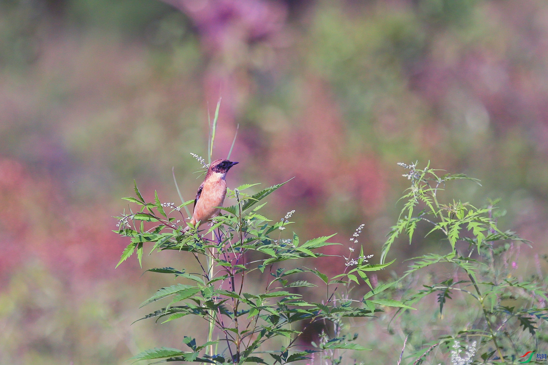 1Y0A1080_����.jpg