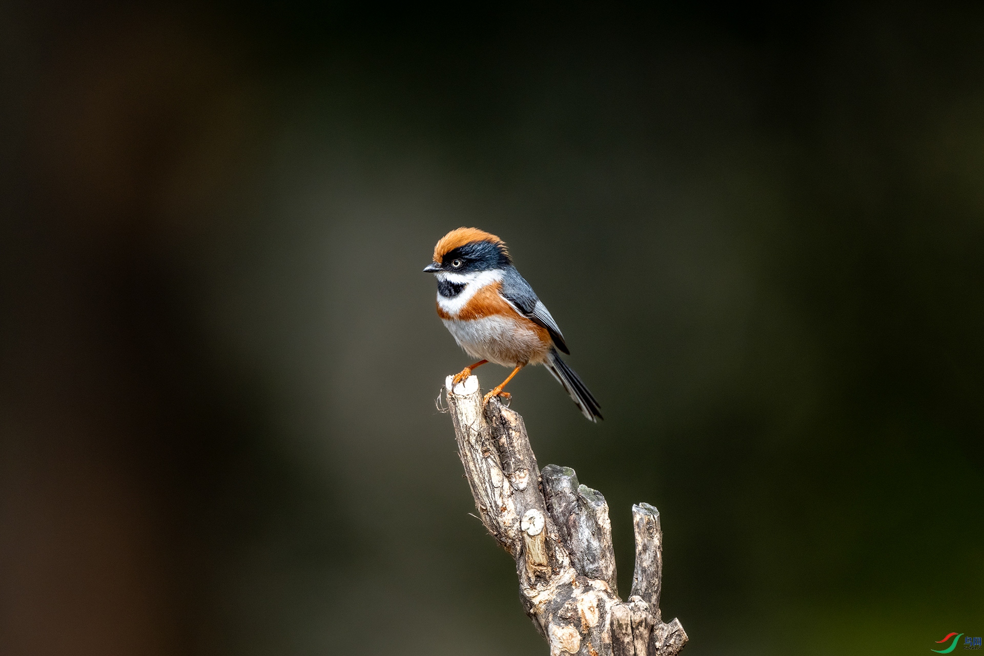 DSC_7942-2.jpg