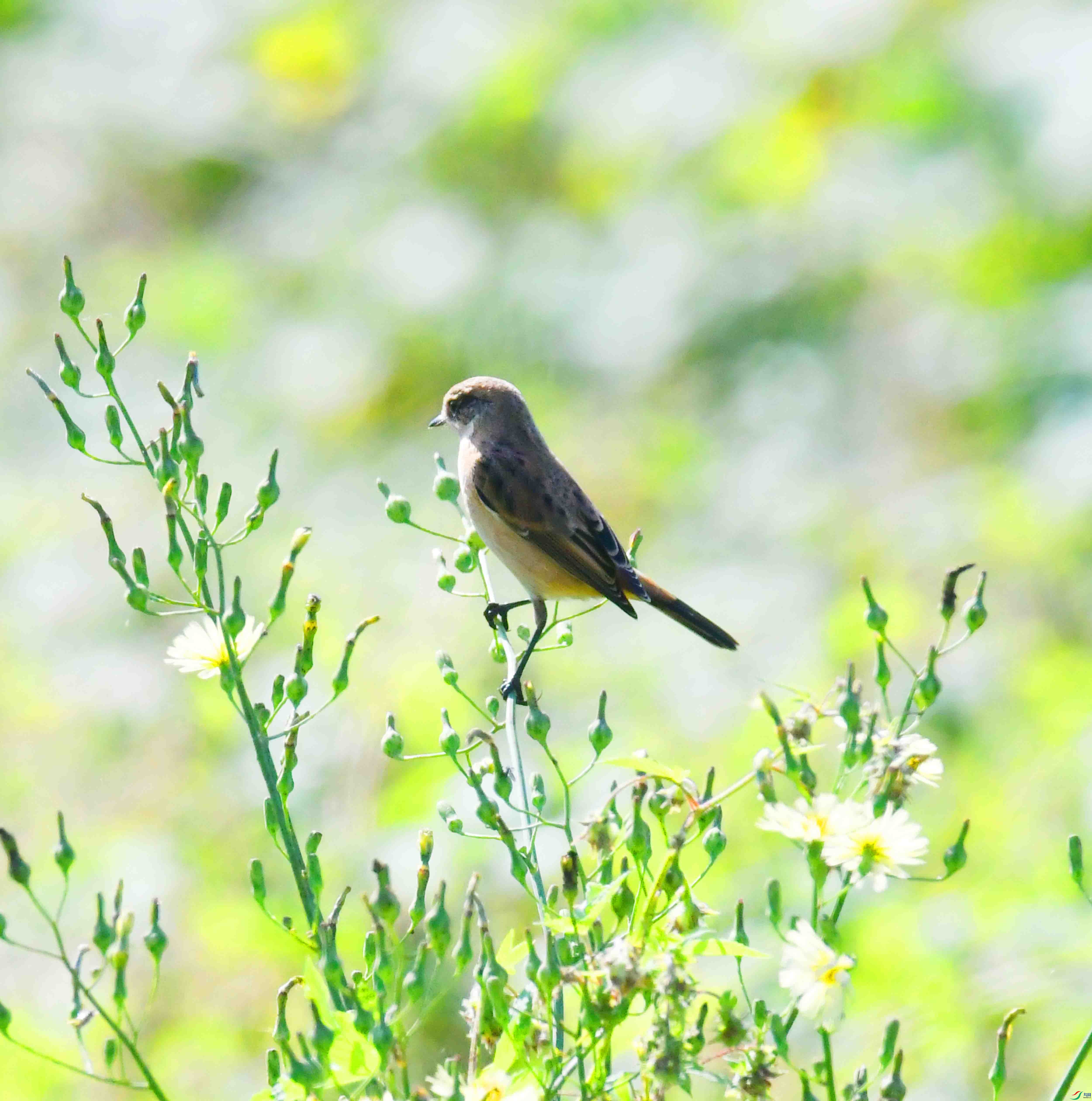DSC_2353.JPG
