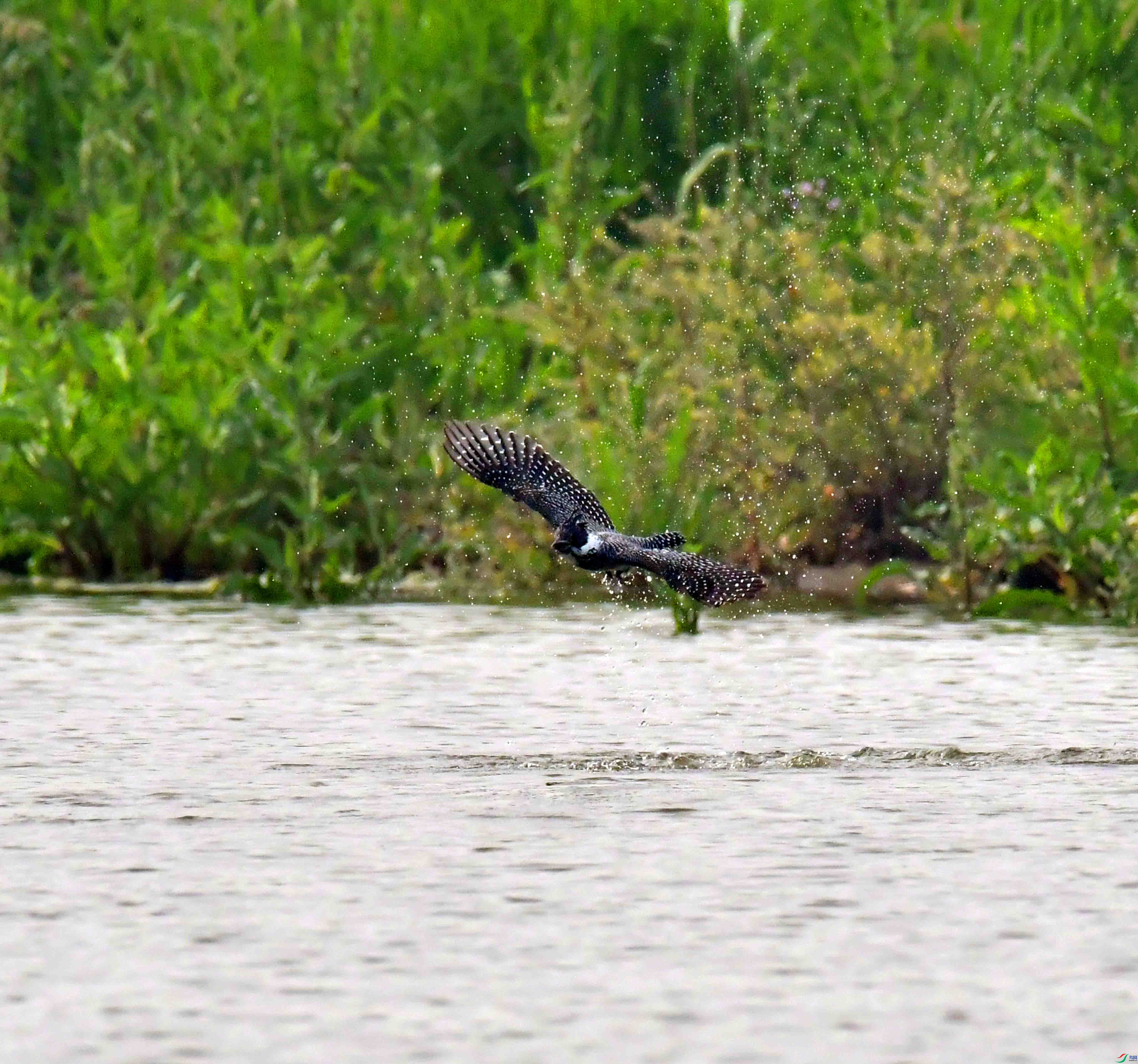 DSC_0636.JPG