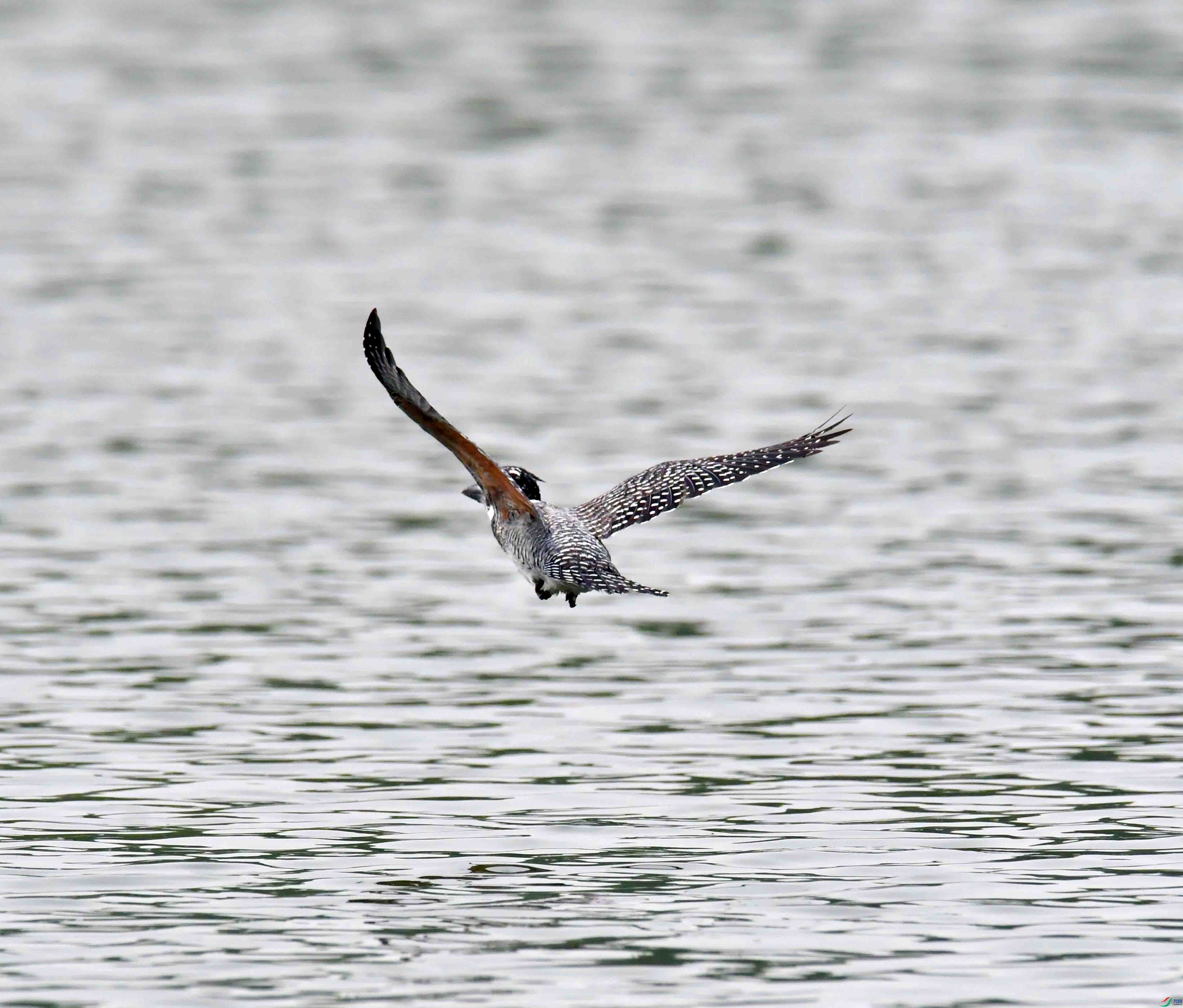 DSC_0683.JPG