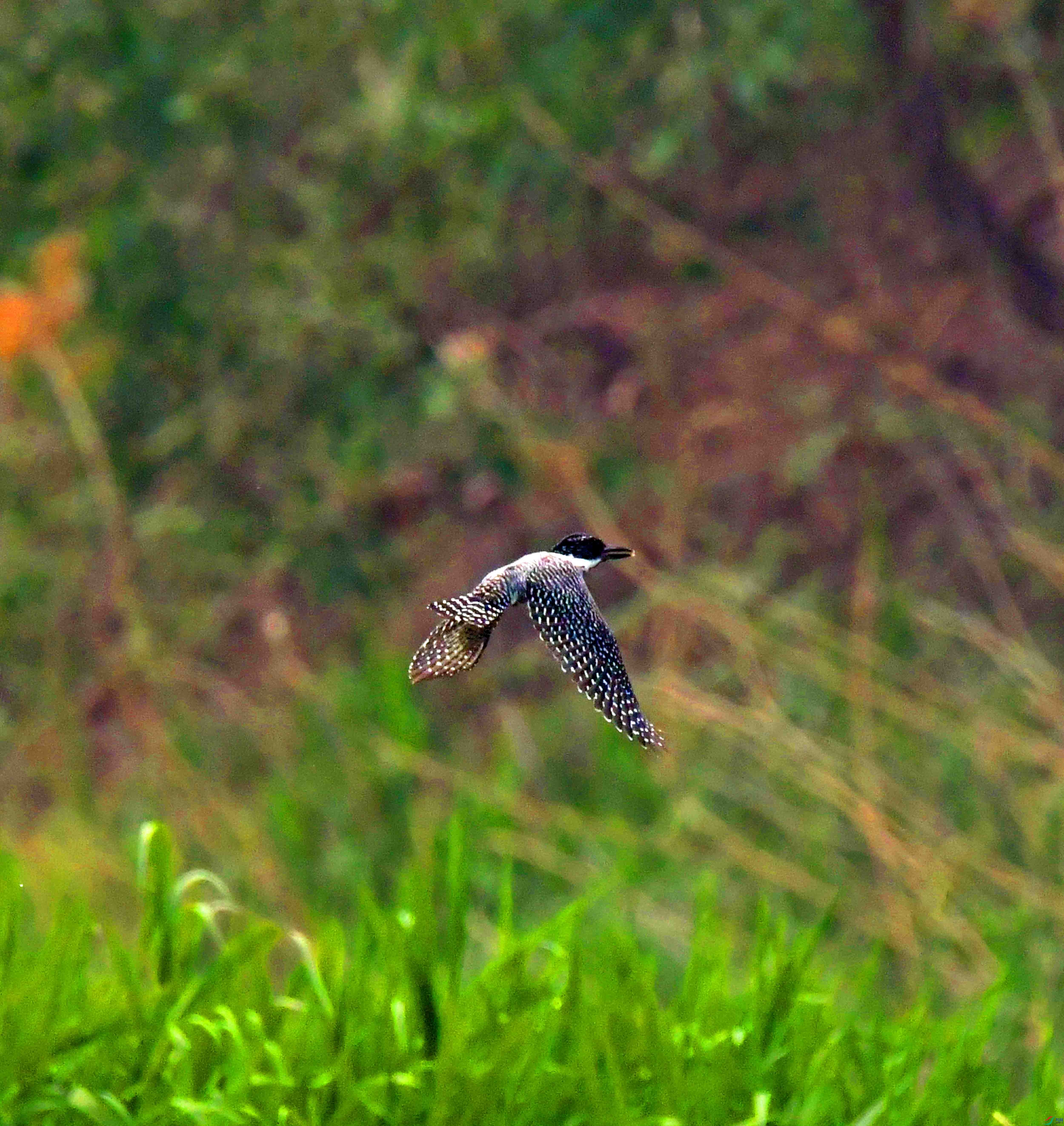 DSC_0711.JPG