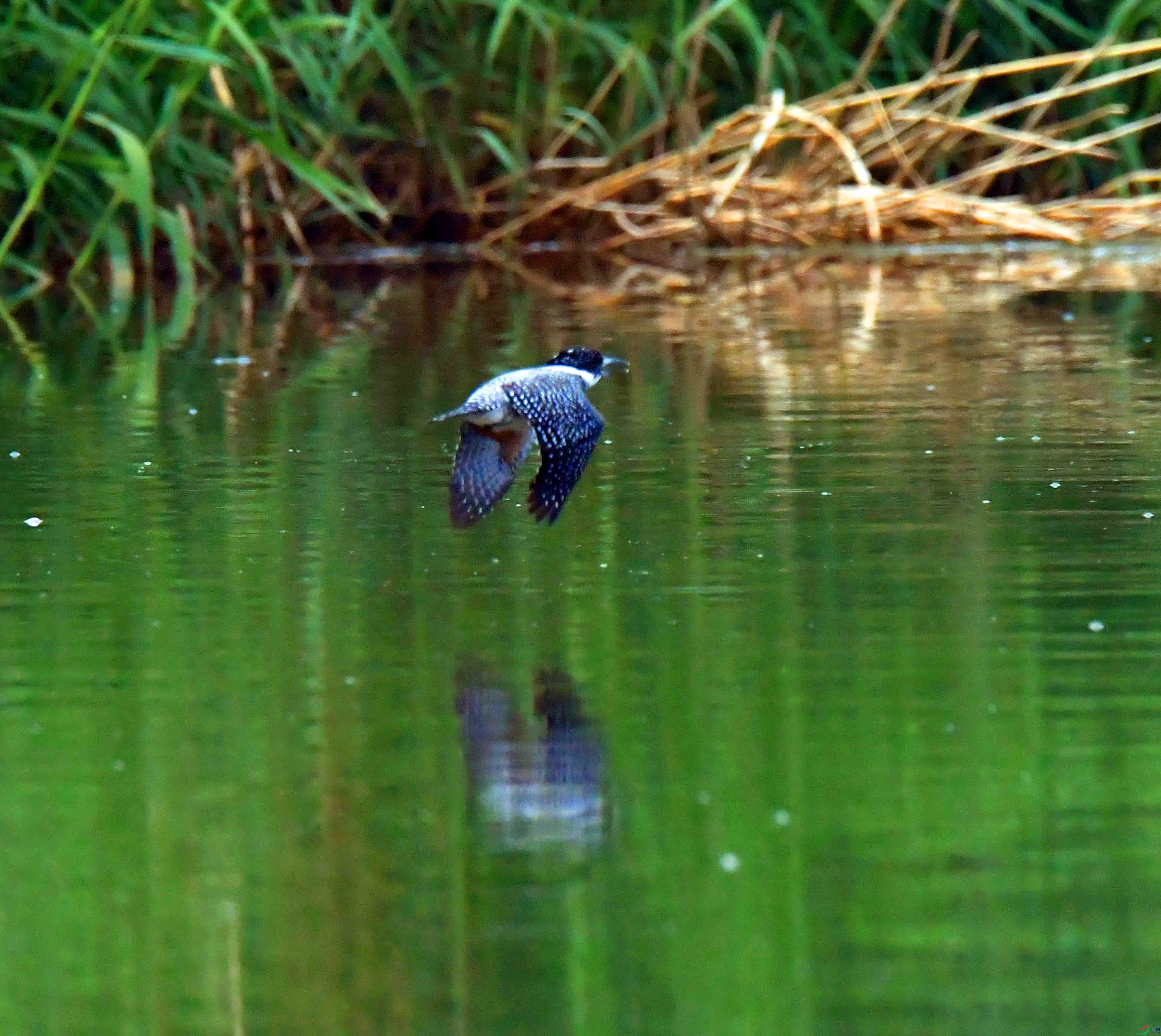 DSC_0713.JPG