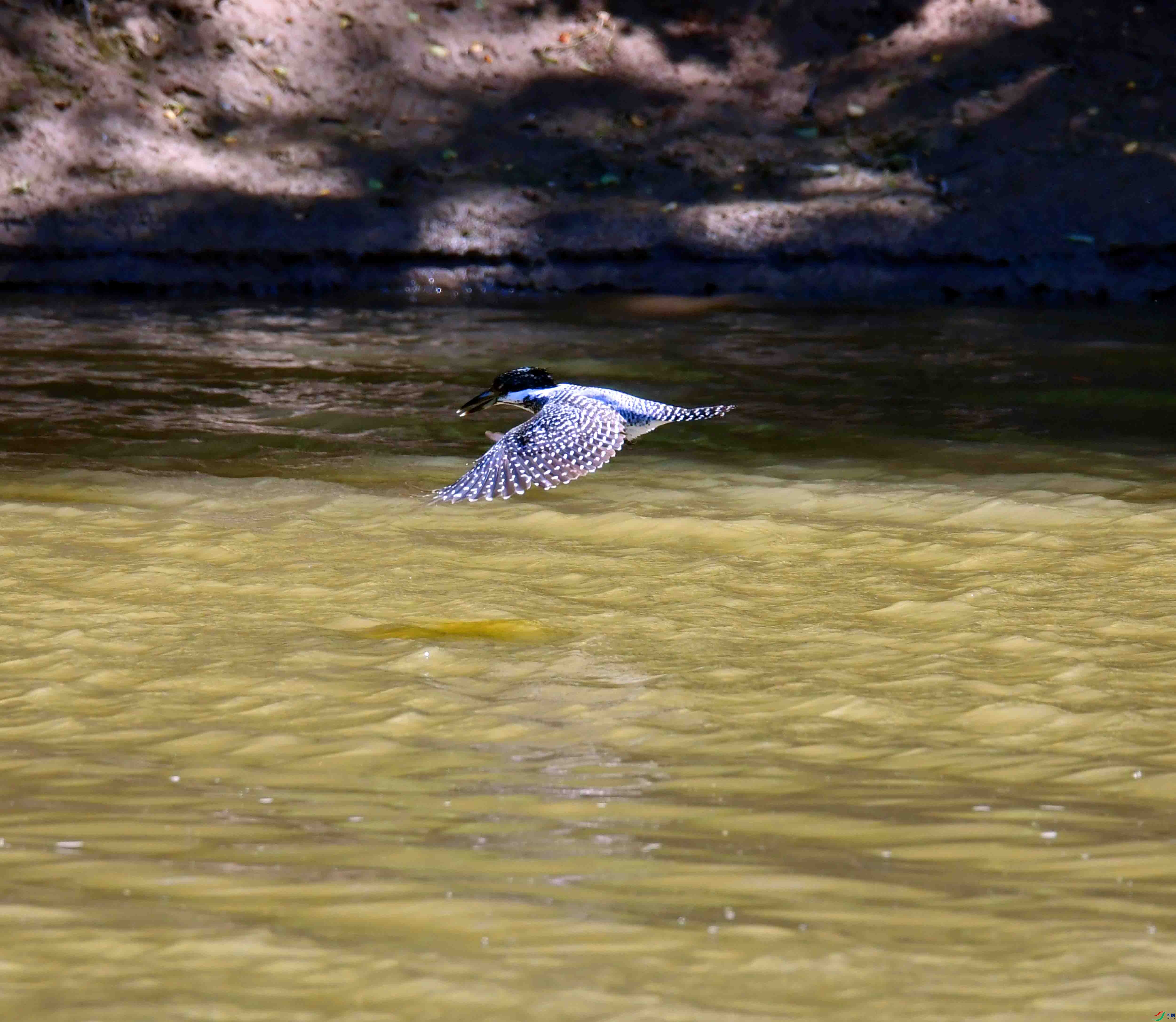 DSC_0796.JPG