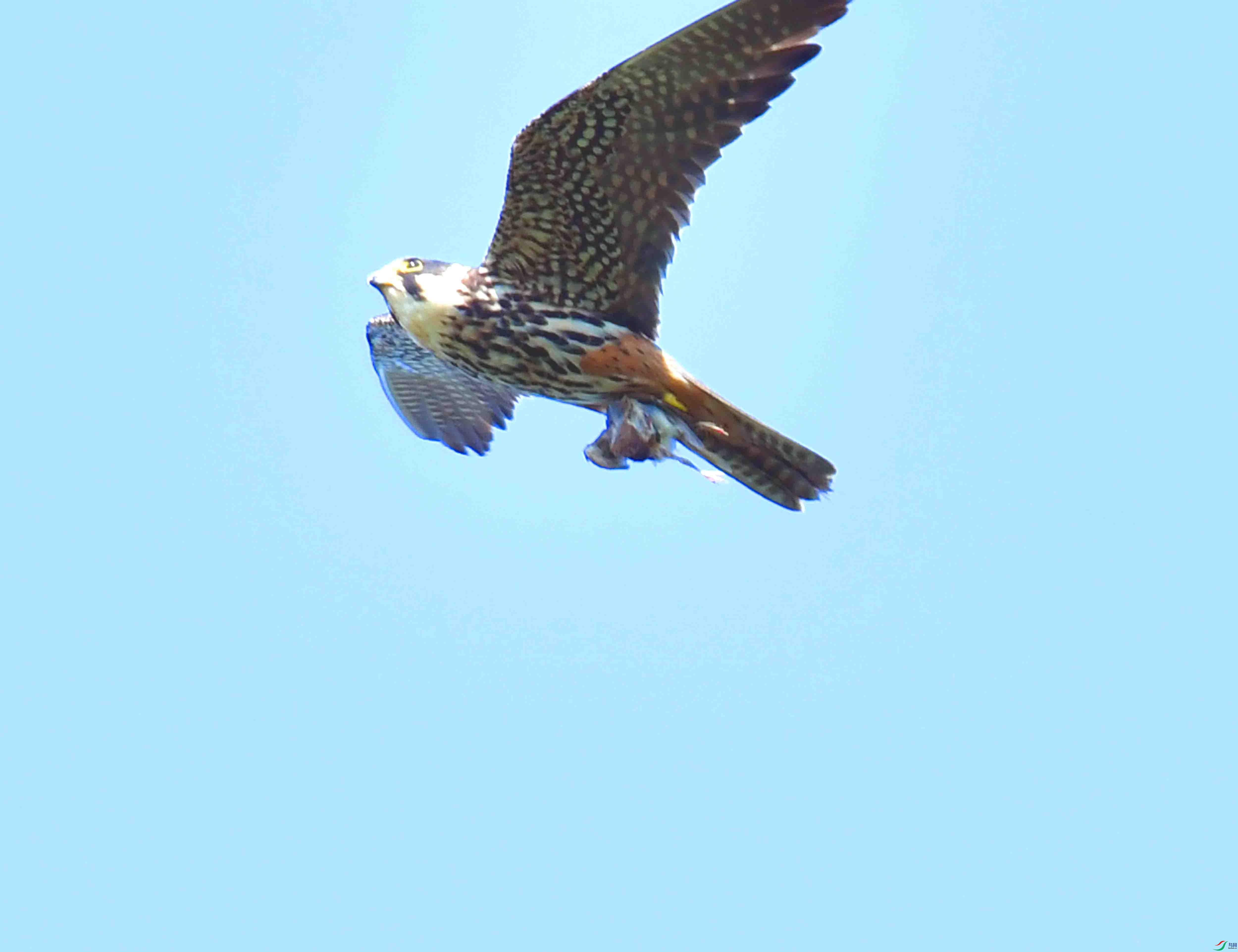 DSC_0513.JPG