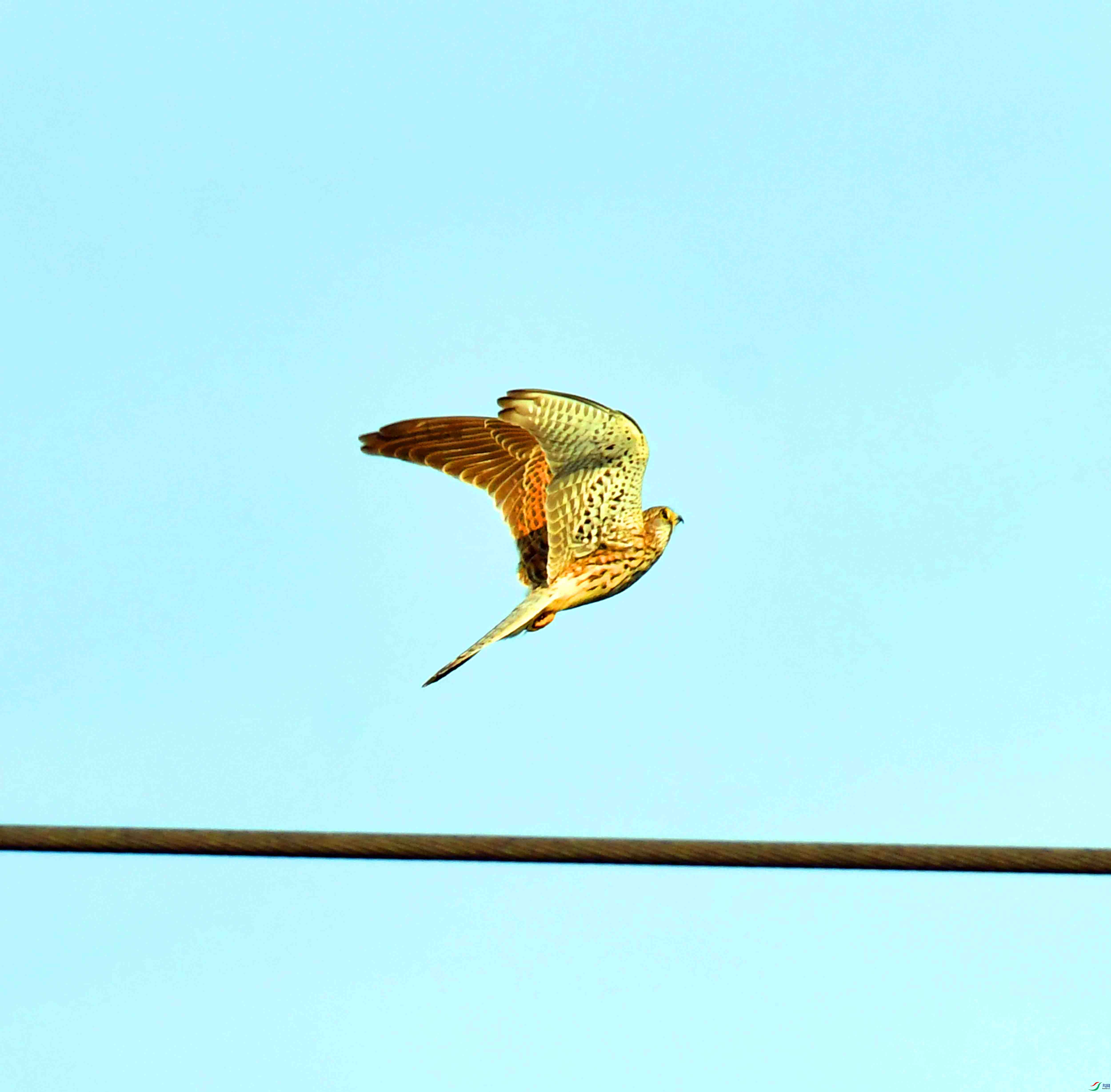 DSC_0512.JPG