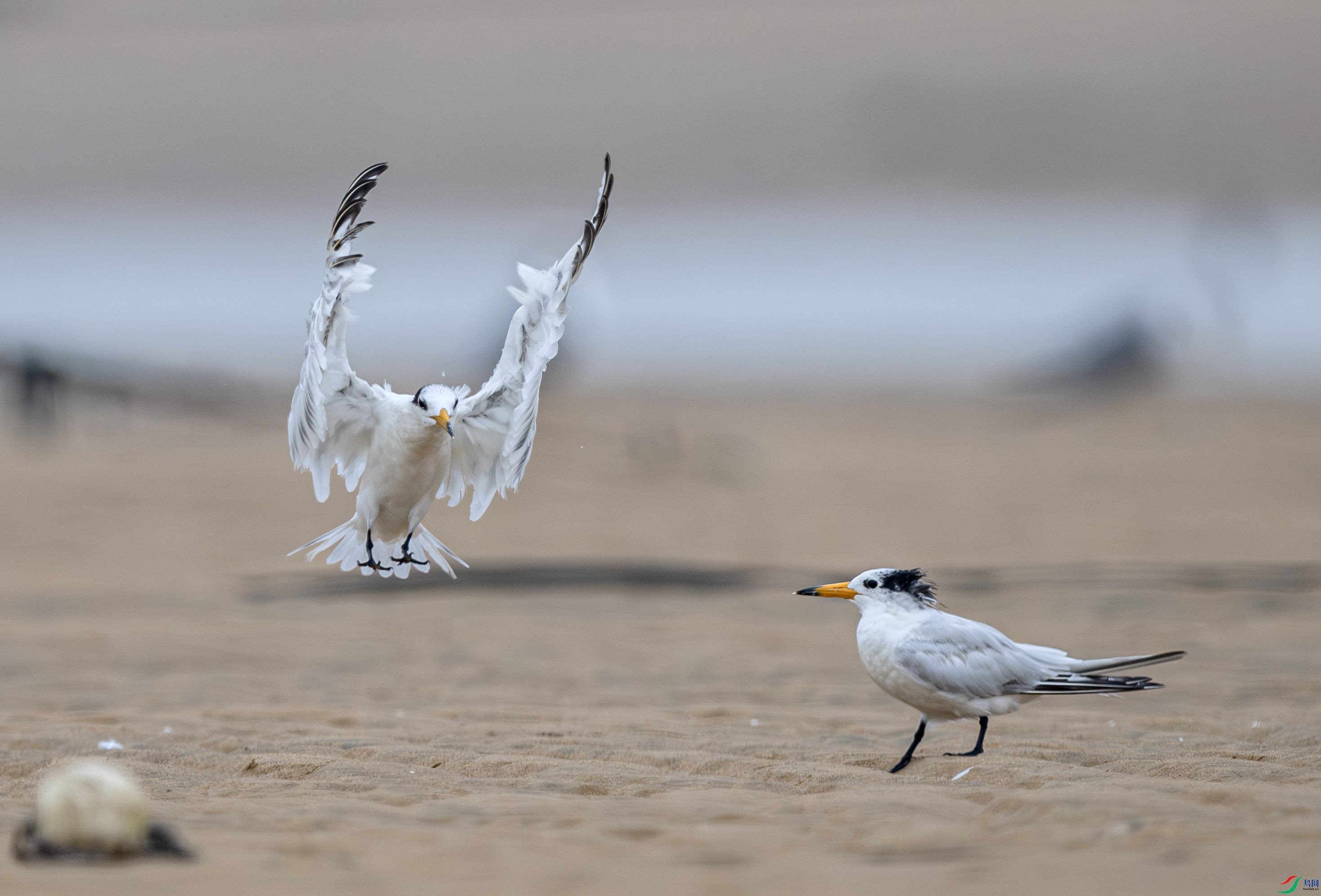 DSC_7041-����ǿ-NR ����.jpg