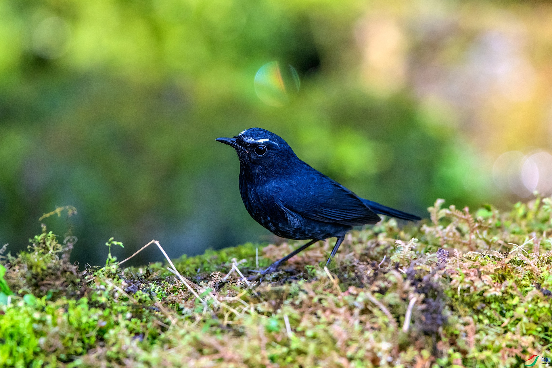 ��_AUU1828��ϲɽ�̳��(24.2.15)-1.jpg
