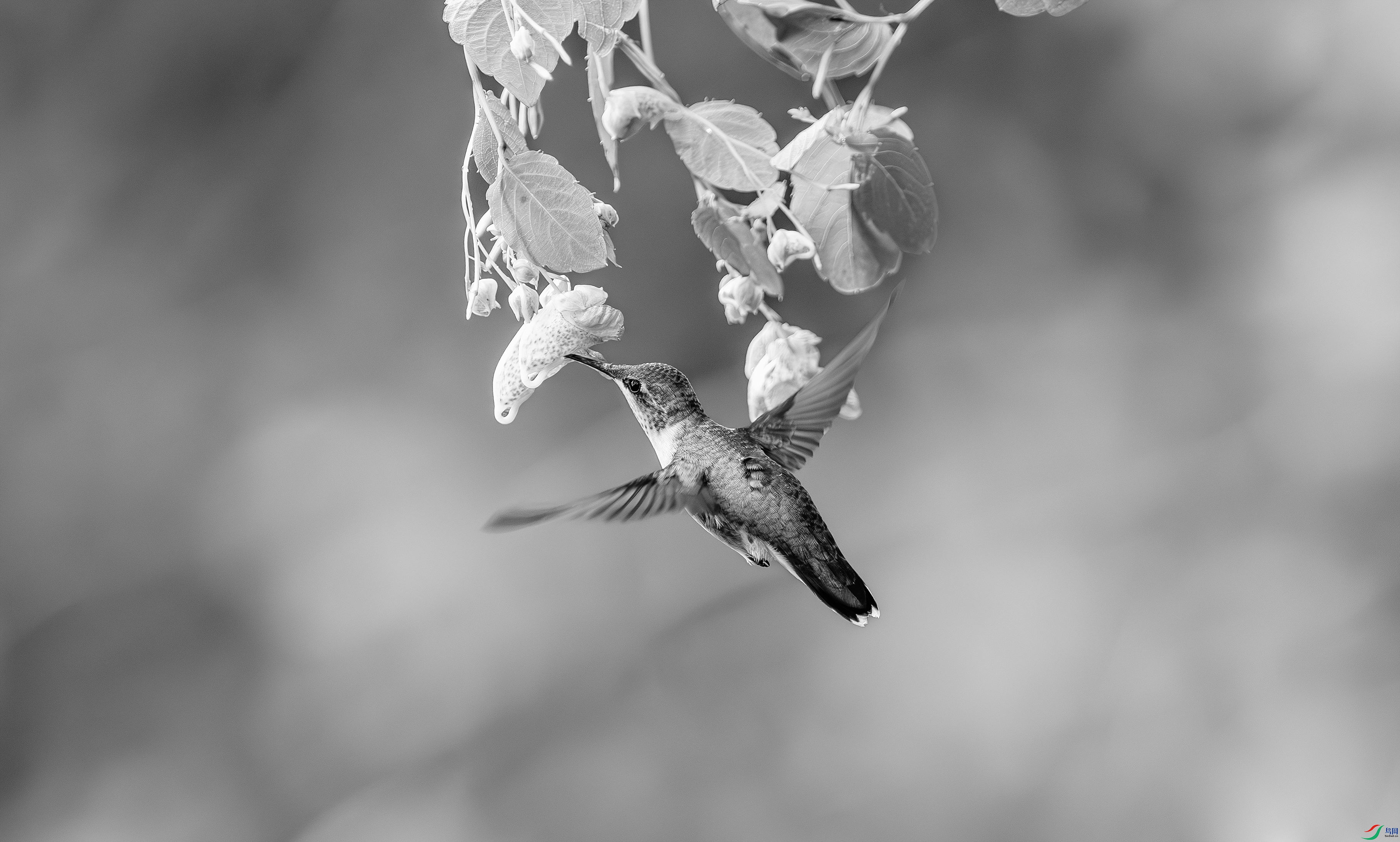 412A2974-1-2_����=00.jpg