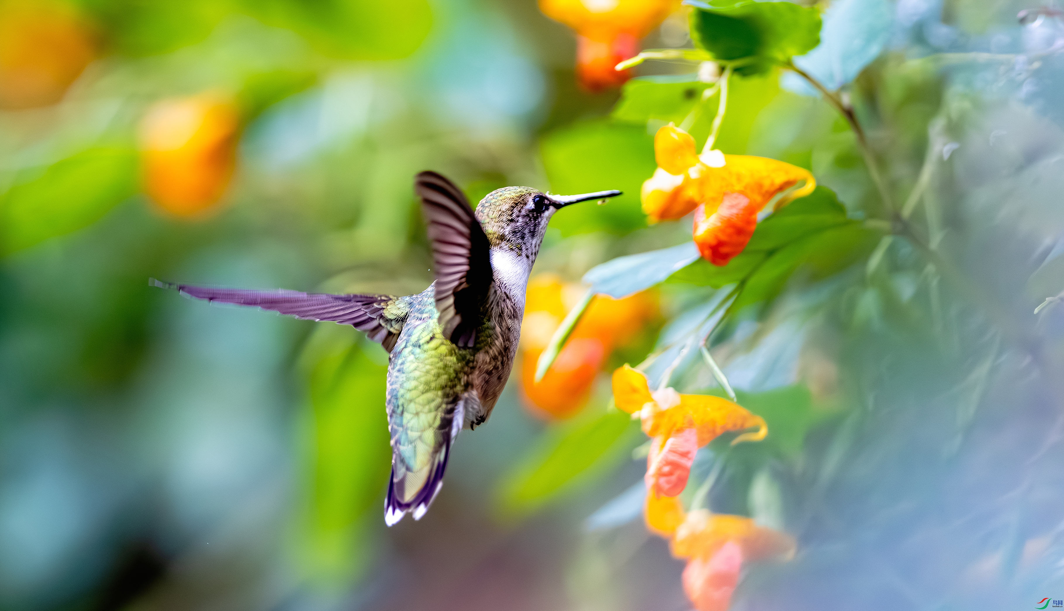 412A3851-1_����=00.jpg