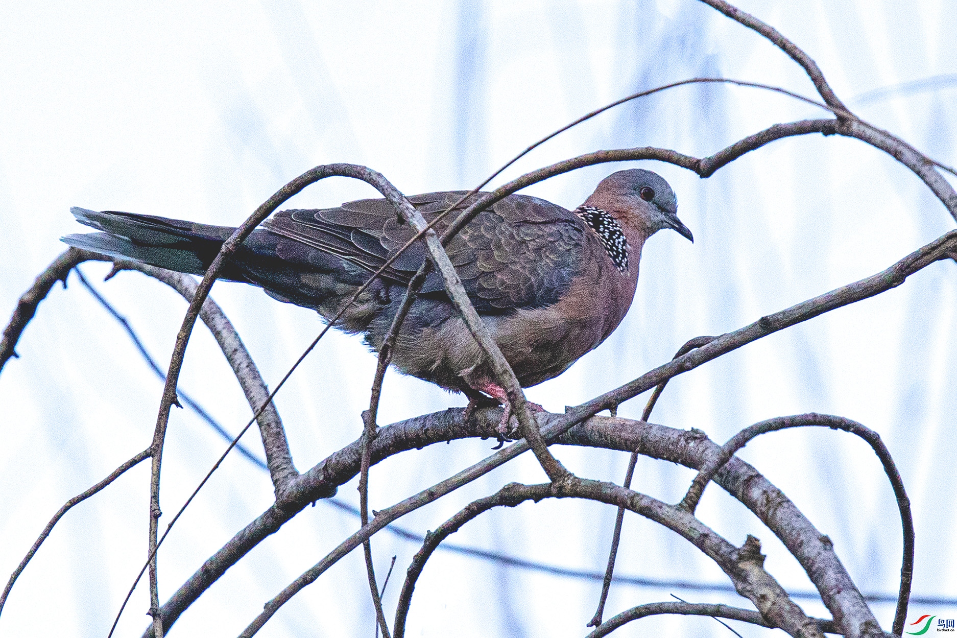 _90I6399 ����.jpg