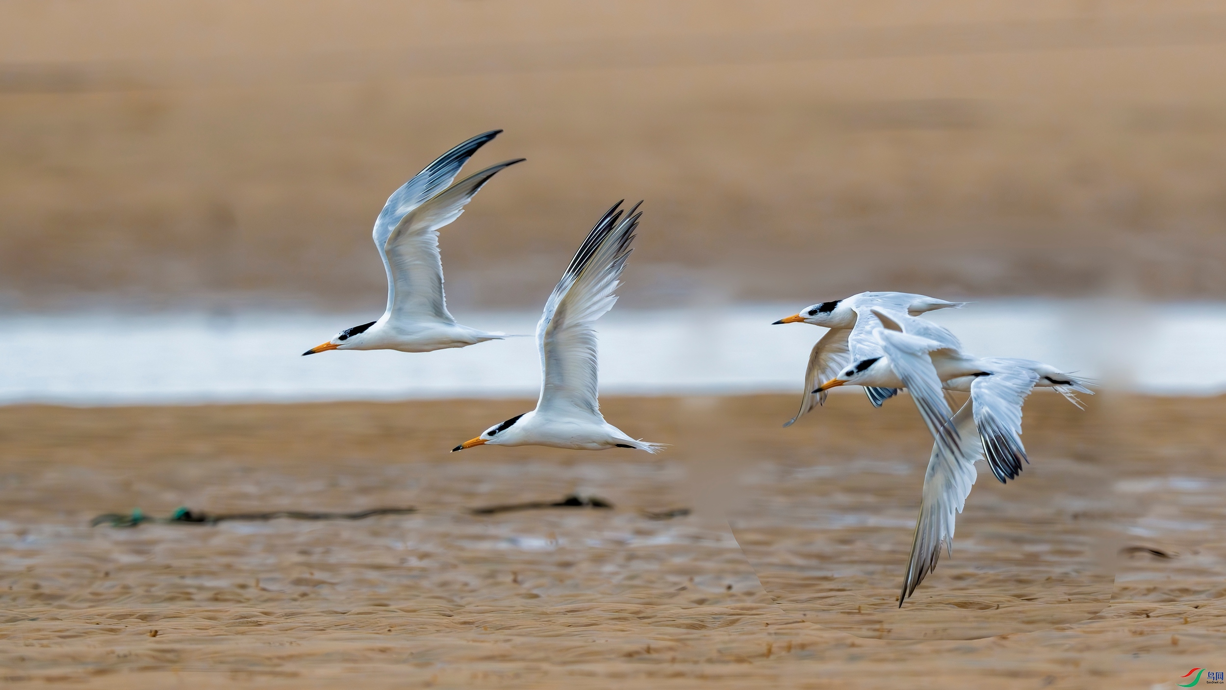 _DSC0244 ����_����.jpg