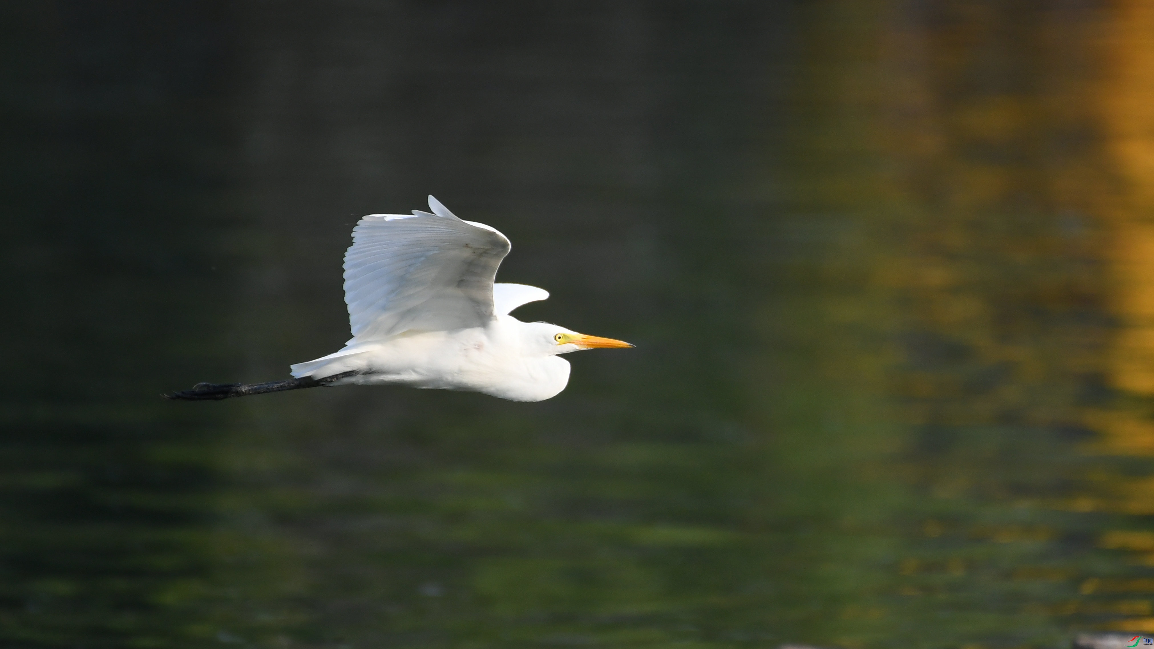 DSC_2462.JPG