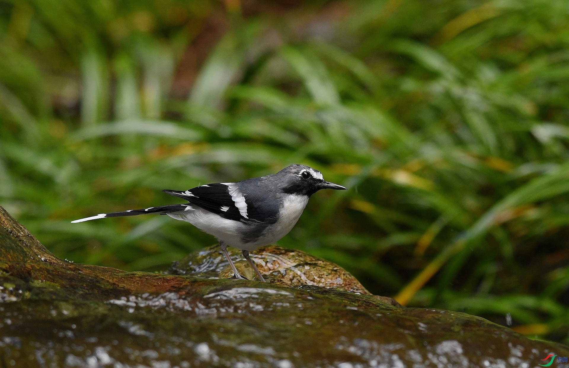 DSC_8461.jpg