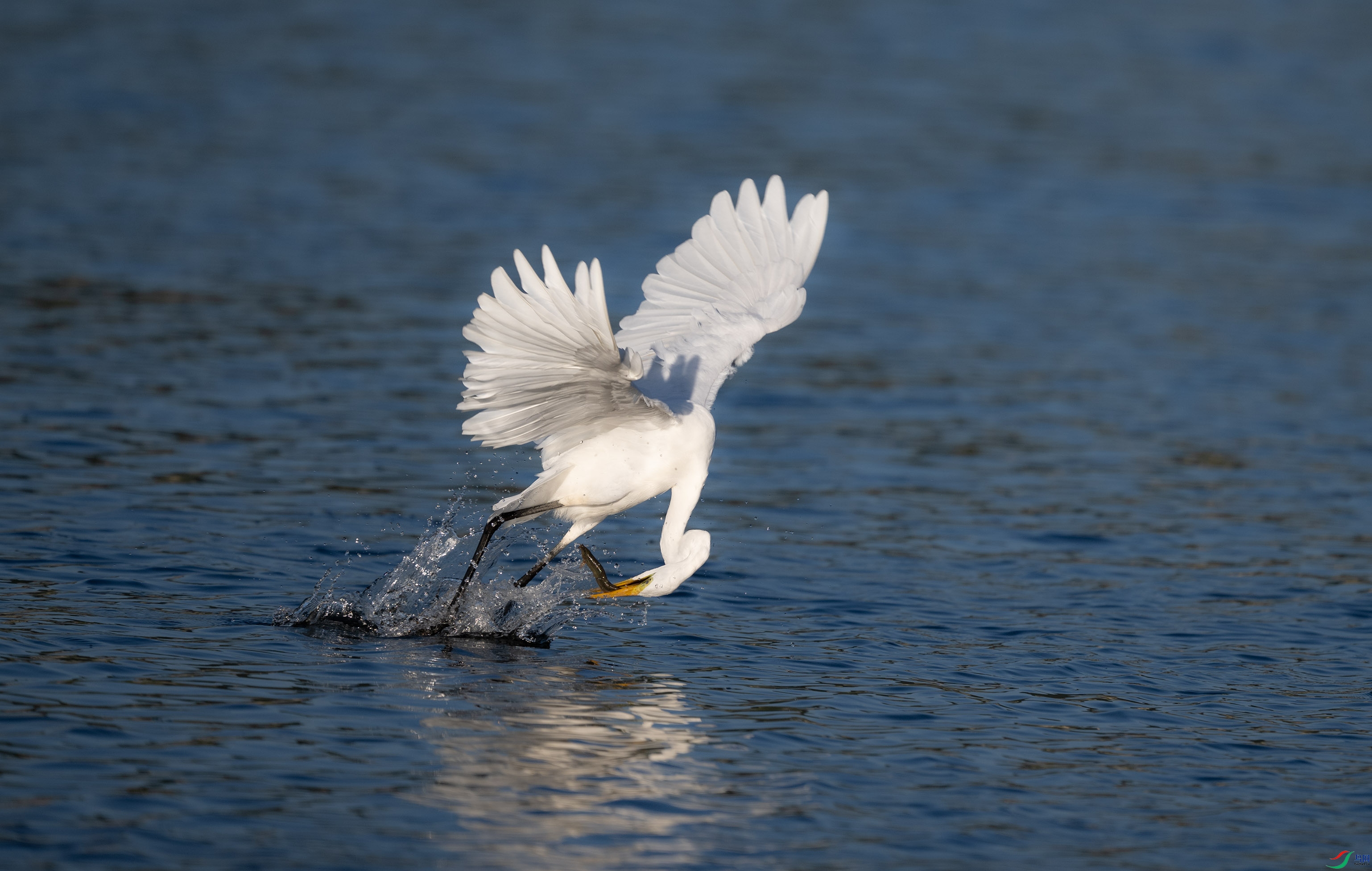 DSC_2316.jpg