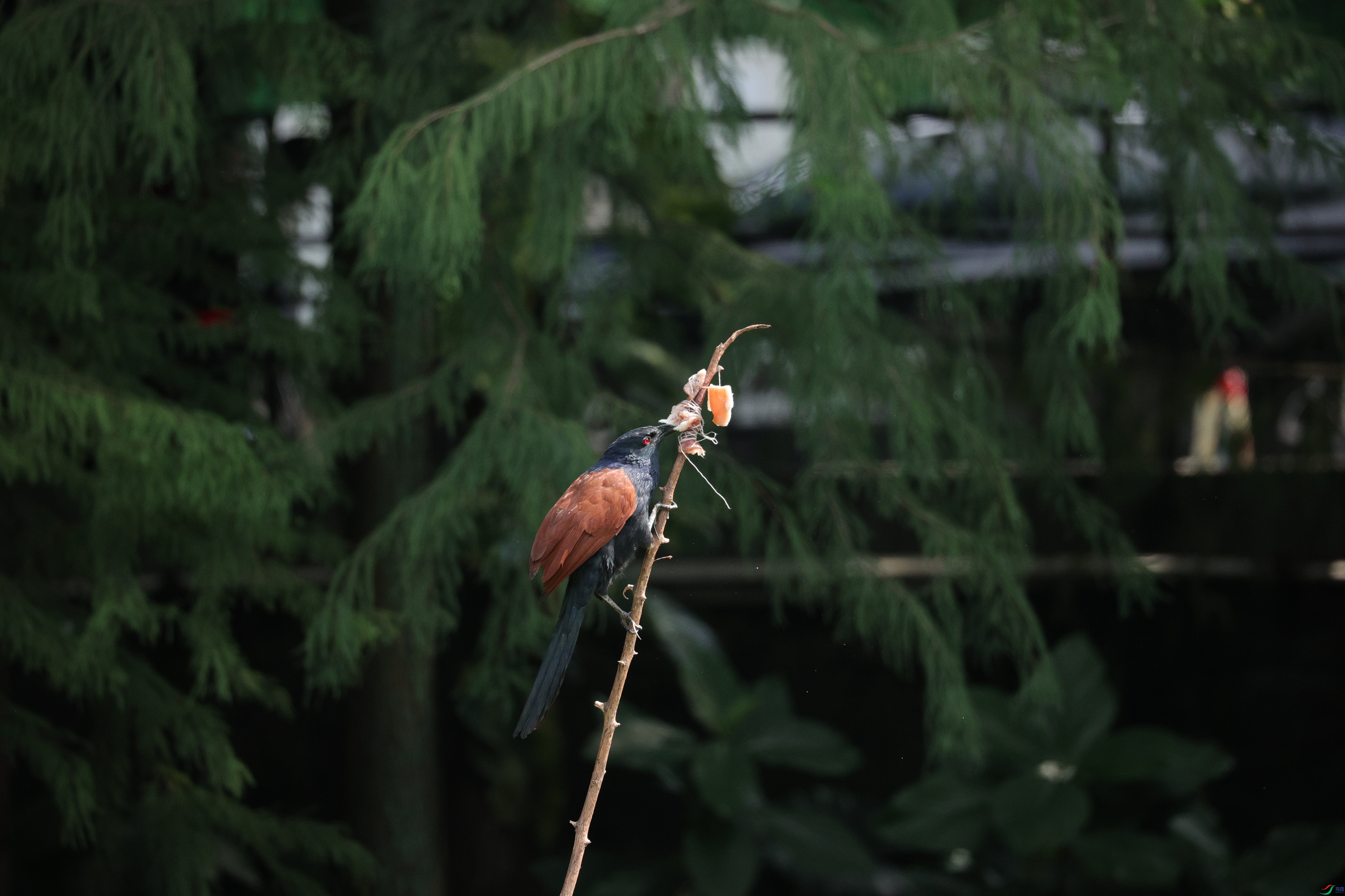 7707��ש����