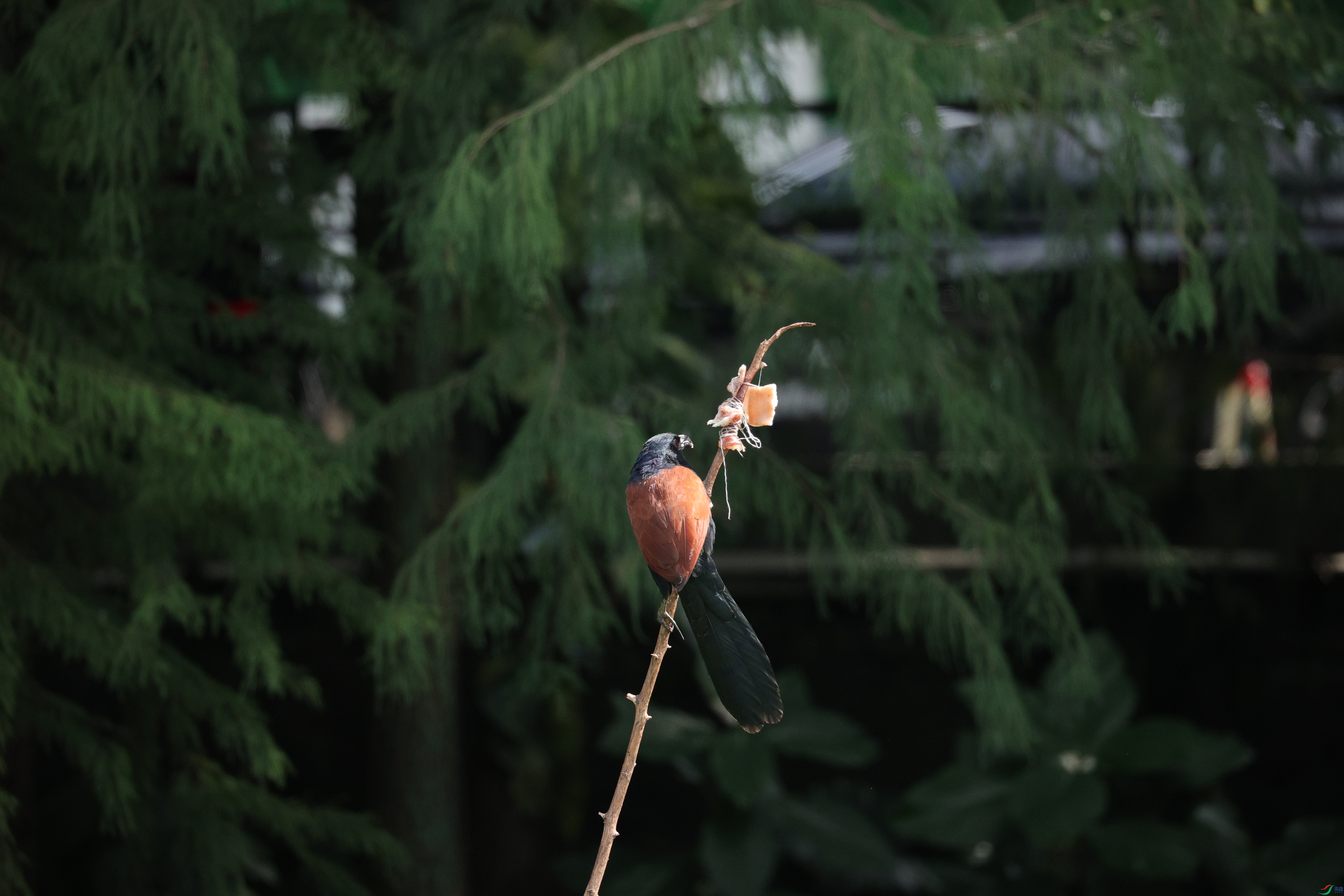 7710��ש����