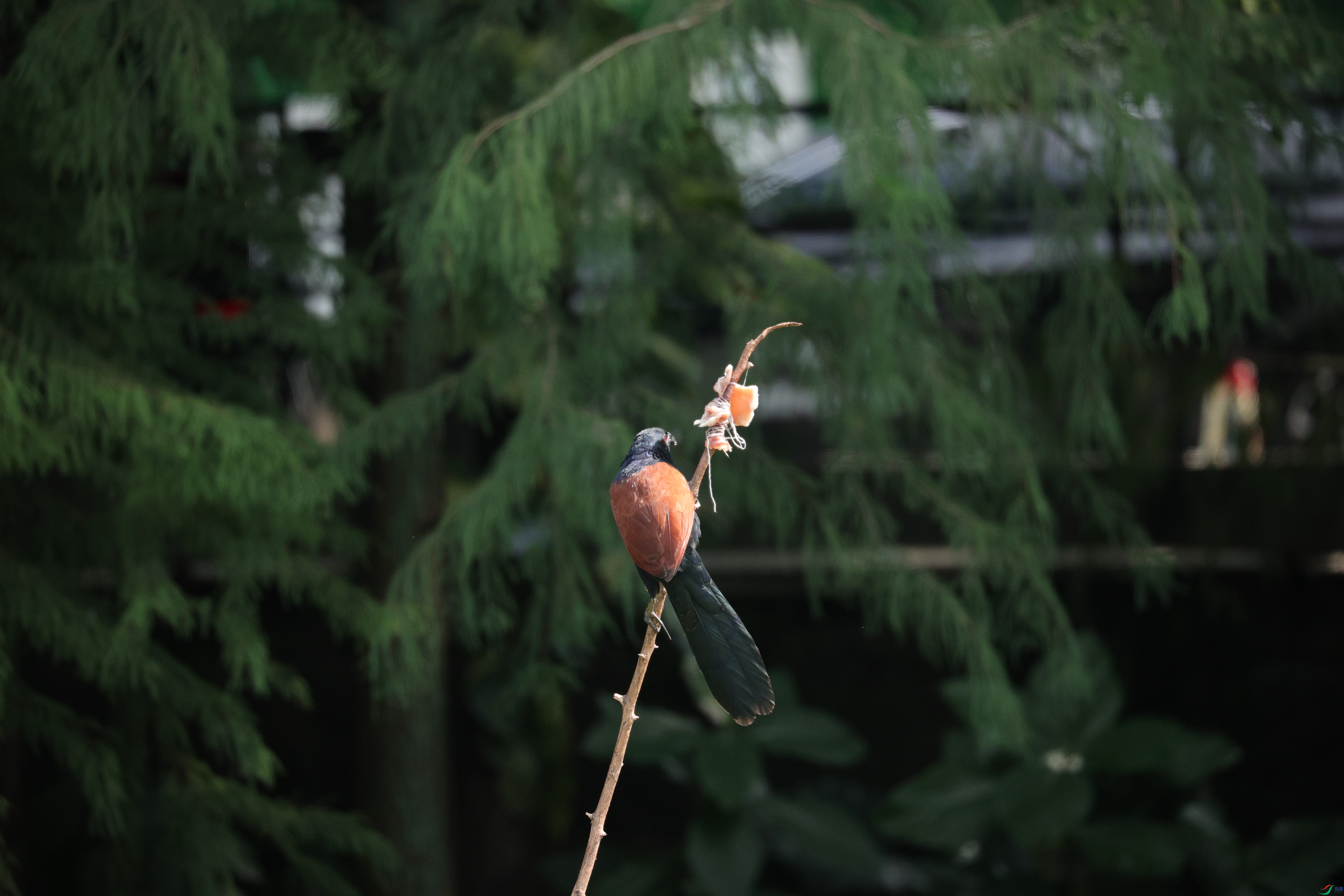 7715��ש����