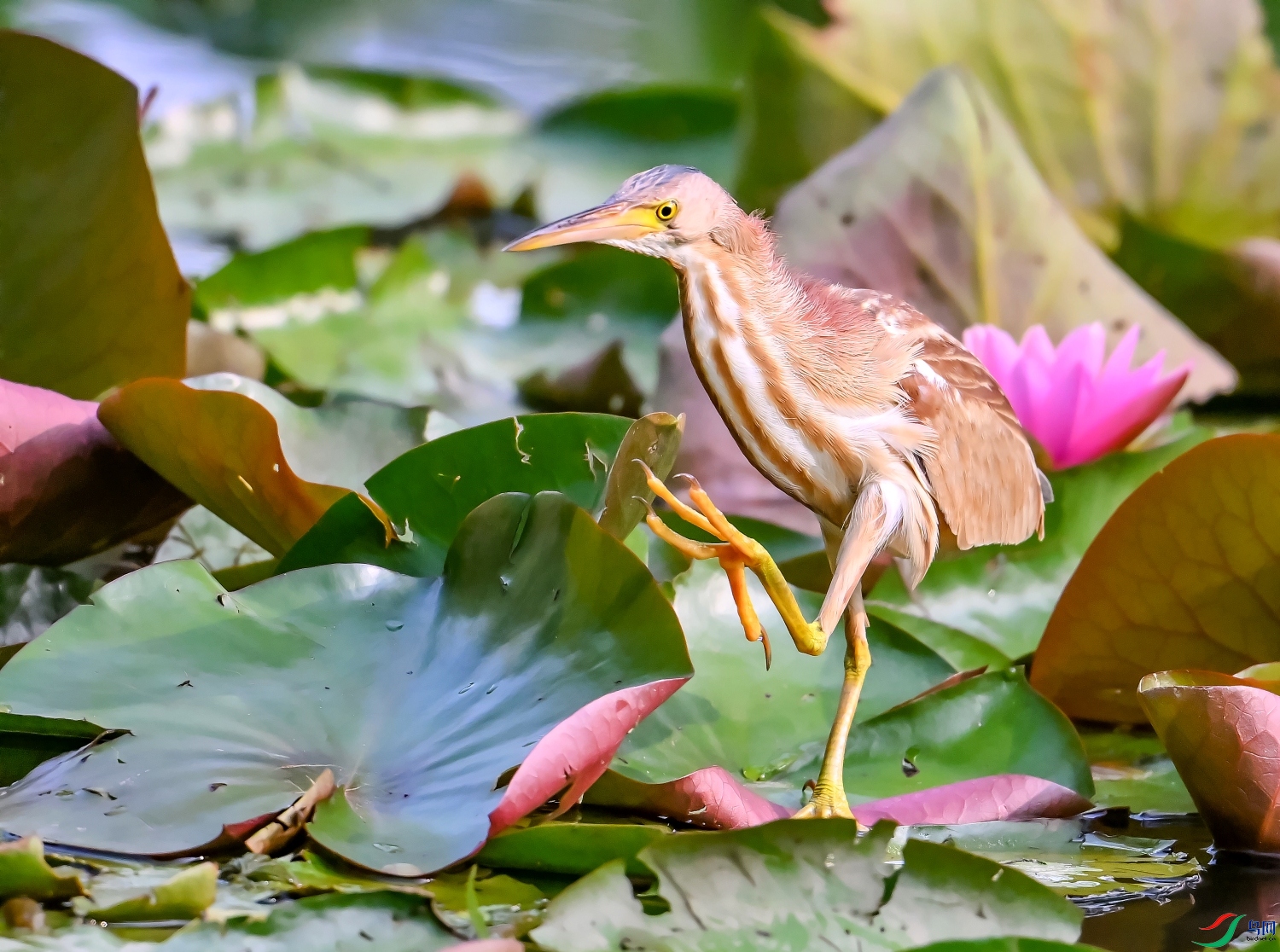 DSC_5680---_conew1.jpg