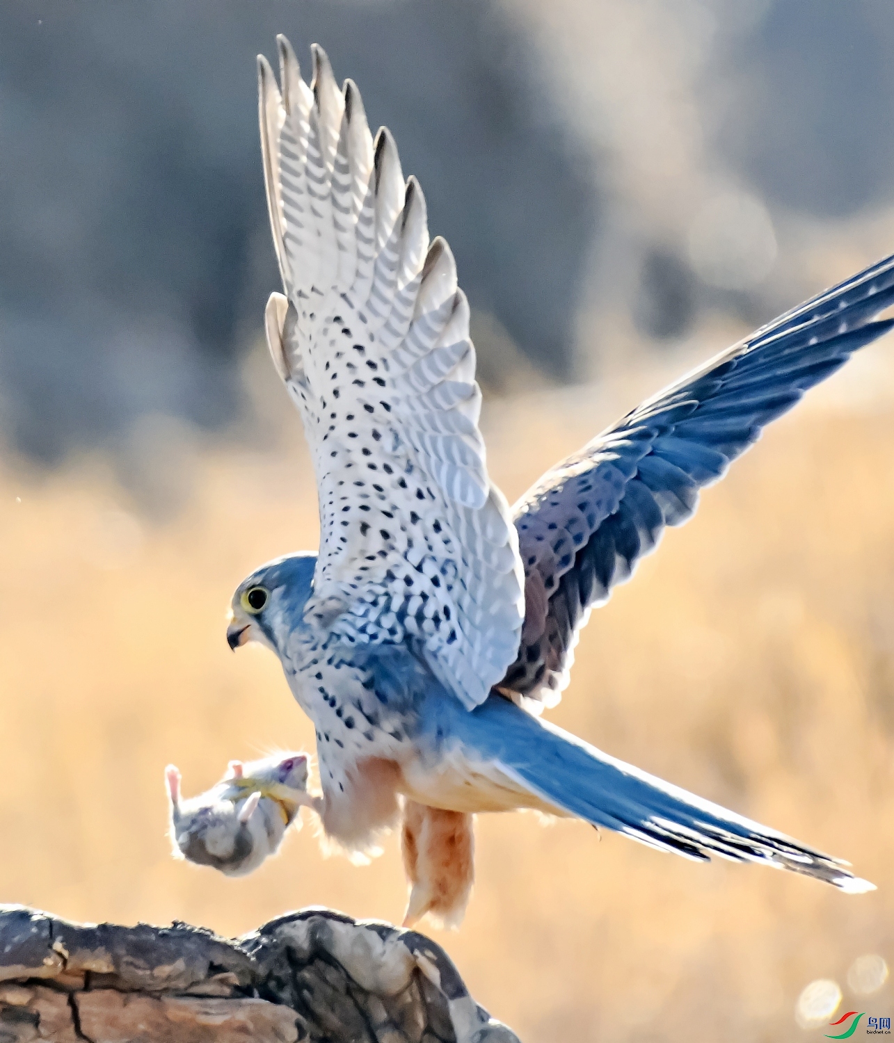 DSC_3602---_conew1.jpg