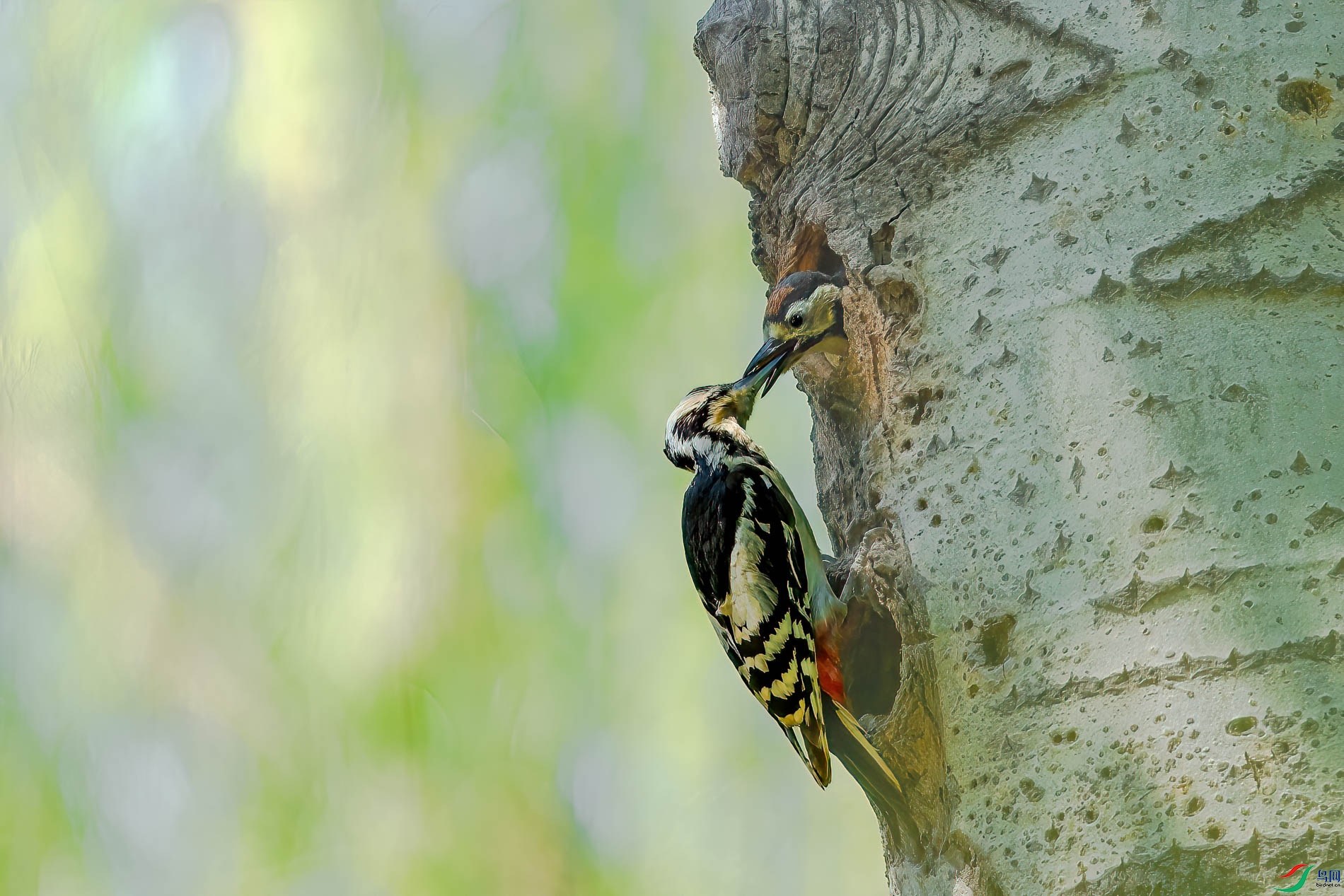 AQ4P9770-1.jpg