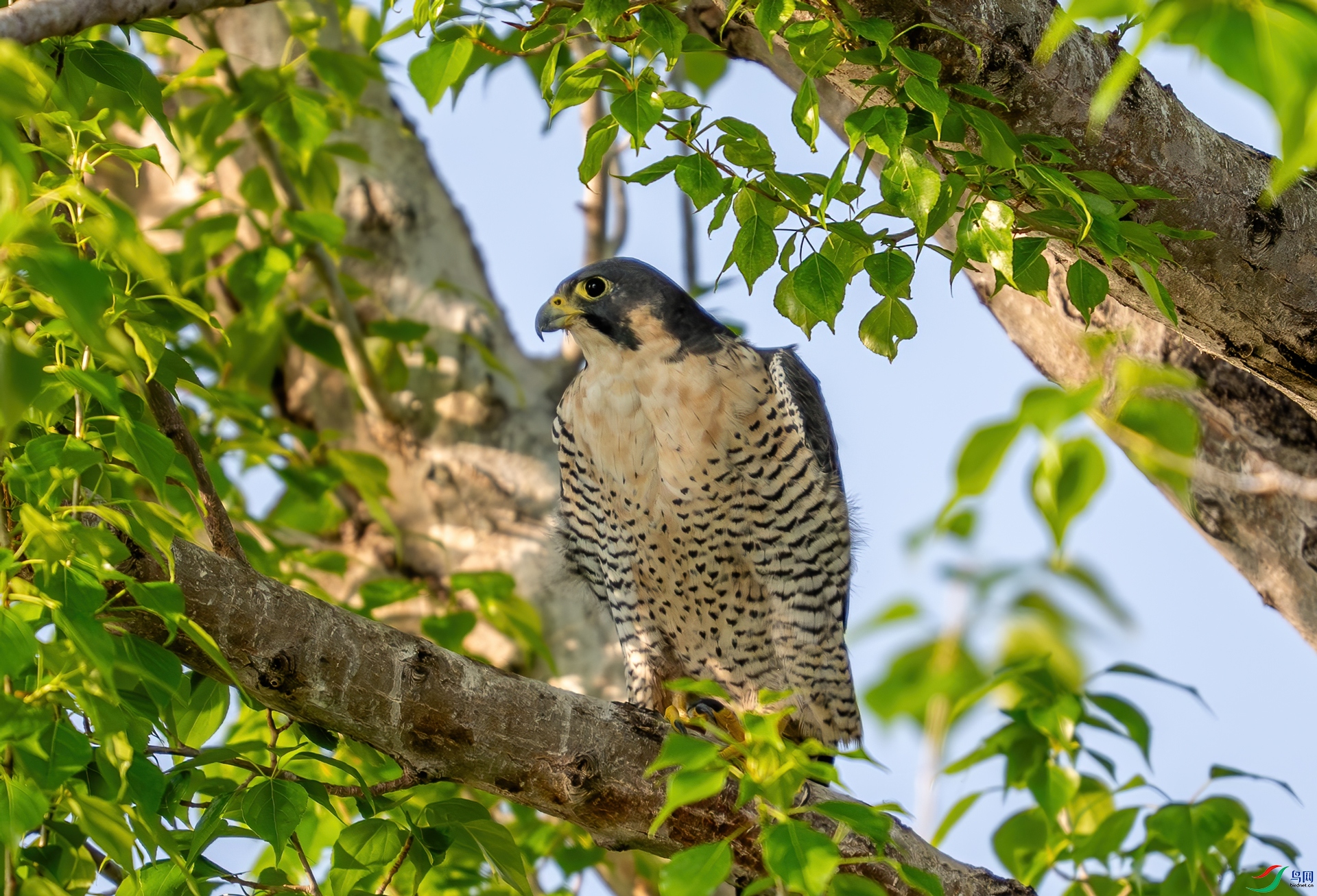 DSC_4460.jpg